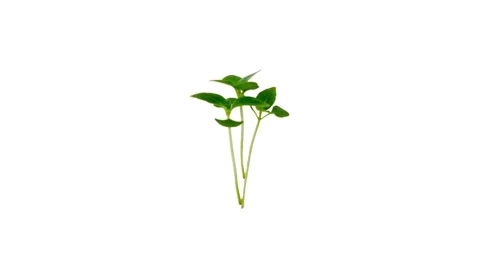 thai+basil.jpg