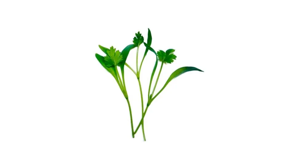 Cilantro