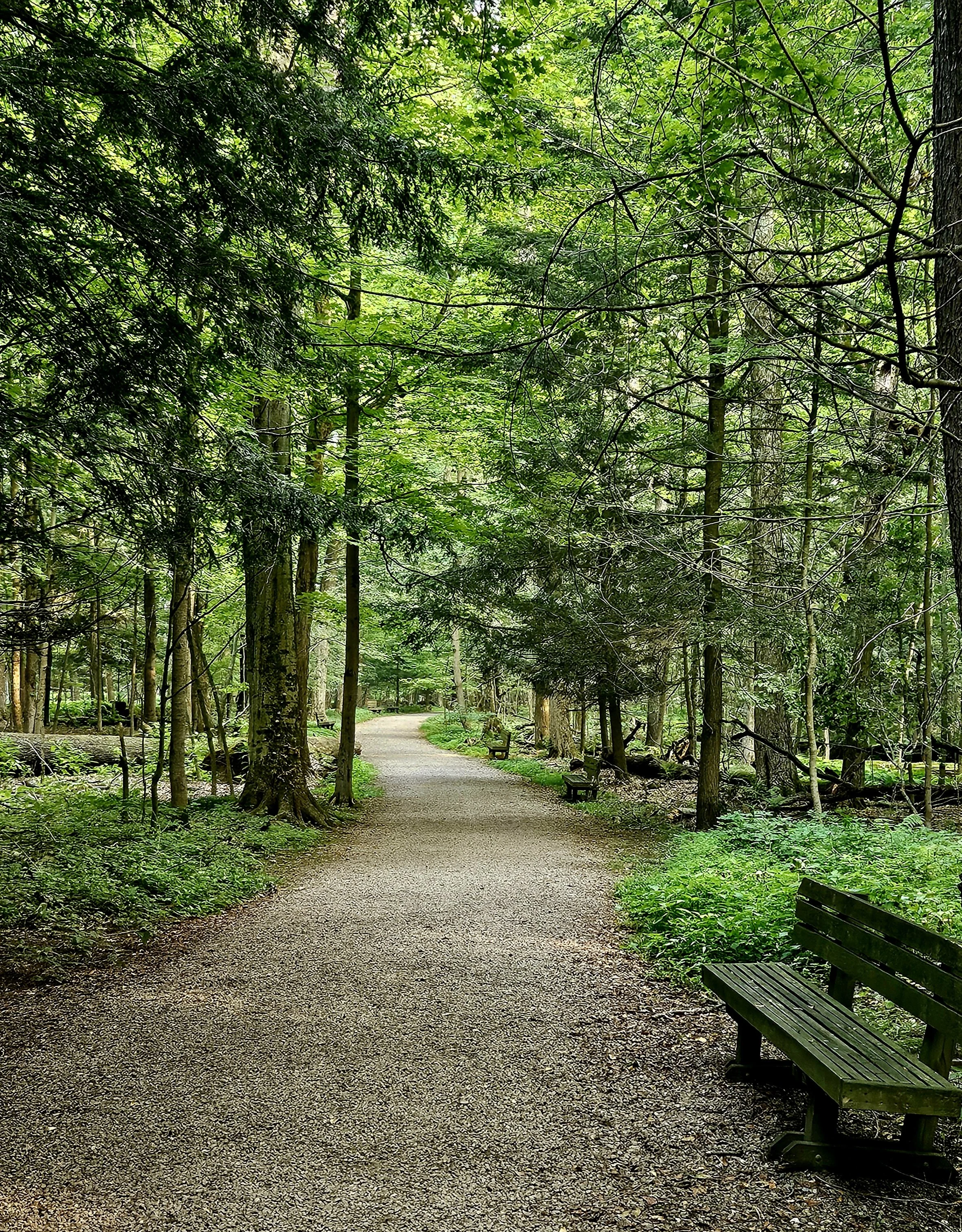 A peaceful forest trail with green trees and bushes on both sides. There are benches along the path for resting.