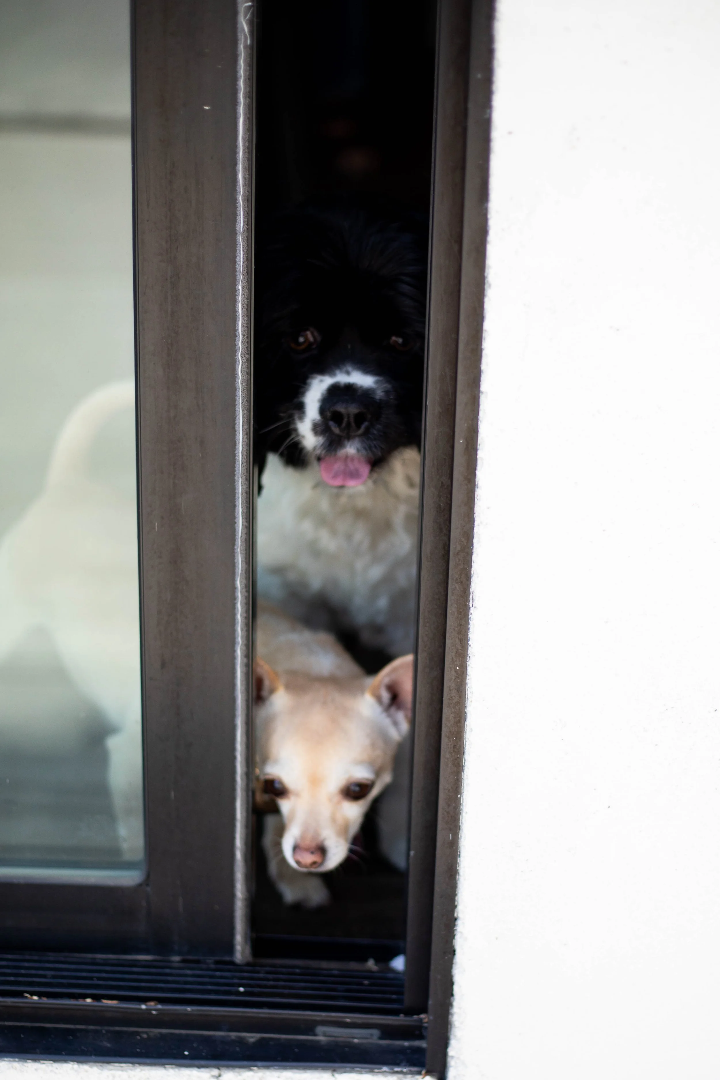 TGX Economic Empowerment Project_The Love of Dogs_Crystal Lily Creative_Crystal Whiteaker_Copyright 2026-56.jpg