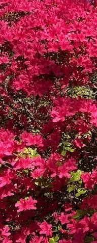 Don't die from breast cancer.  Pink azalea flowers at Toxicity-Free Immuno-Chemotherapy represent your hope for a long life regardless of your stage.