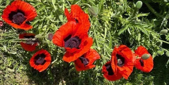 Red poppies modern cancer treatment clinic in Ensenada Mexico