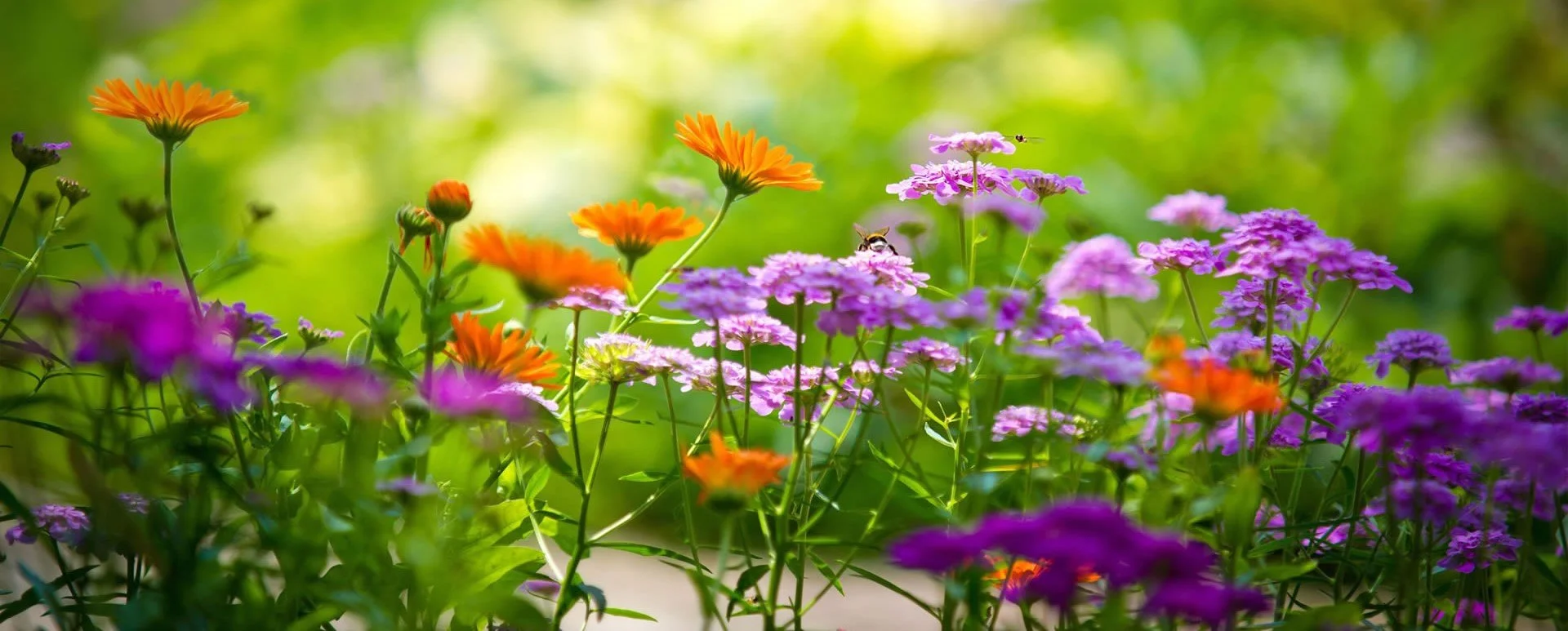 Flower wallpaper with purple and orange flowers for toxicity-free immuno-chemotherapy treatment process in California