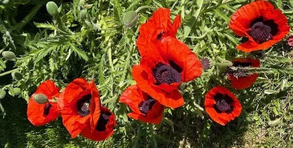 Red poppies non-toxic cancer therapy approach