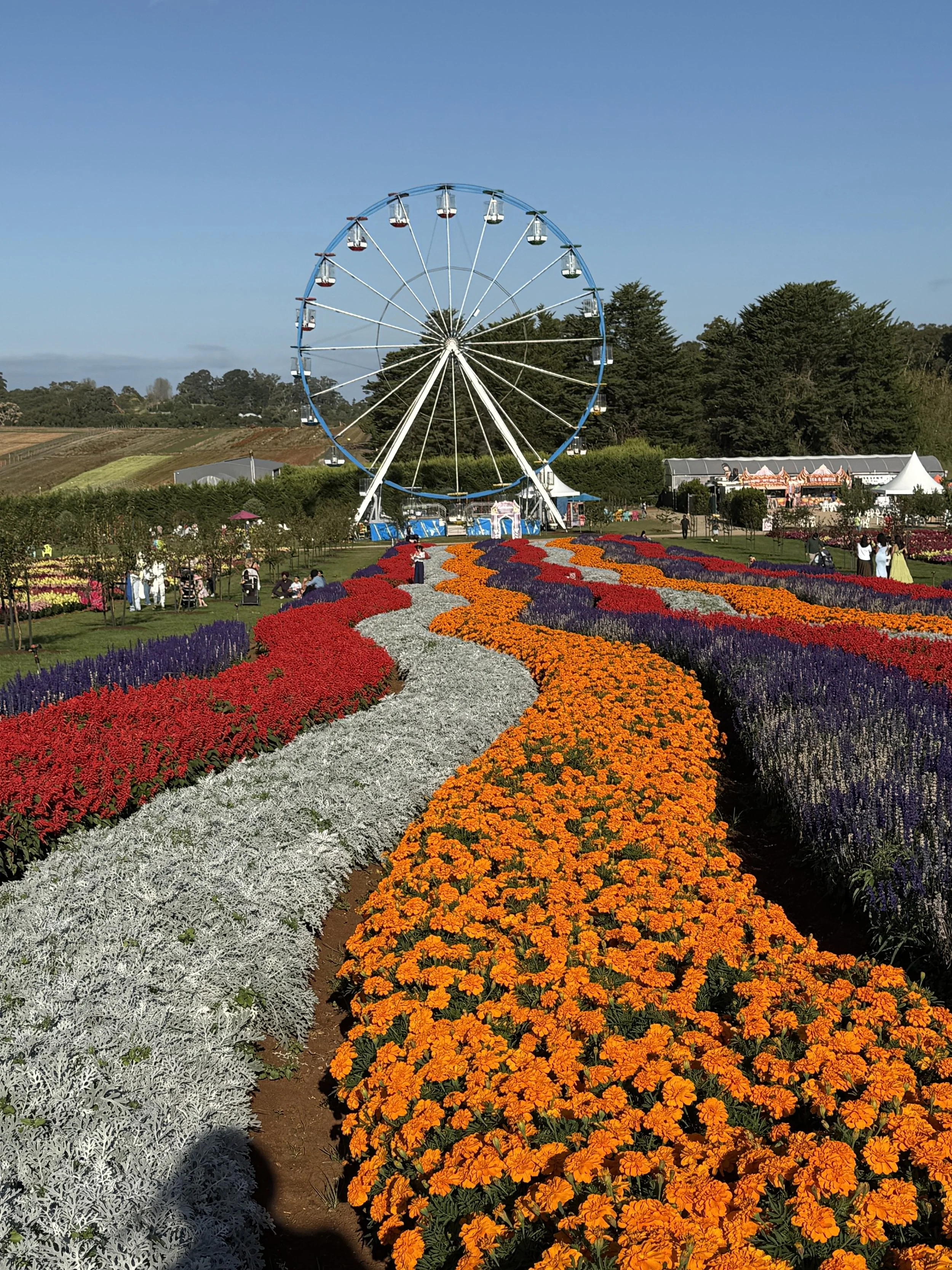 Colorful flower garden with a Ferris wheel in the background under a clear blue sky.