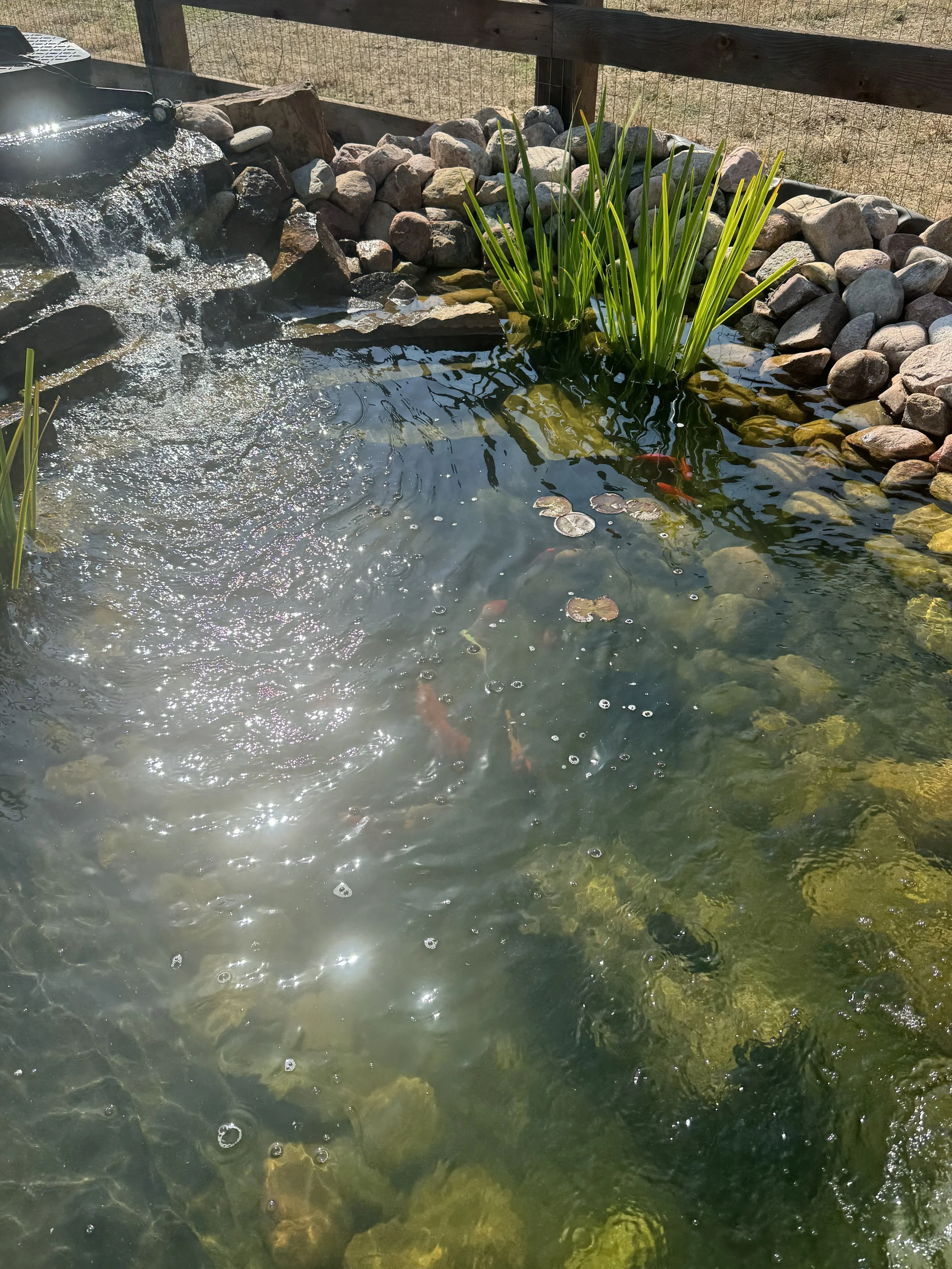 A backyard pond with koi fish, aquatic plants, and a small waterfall, bordered by rocks and wooden fencing.
