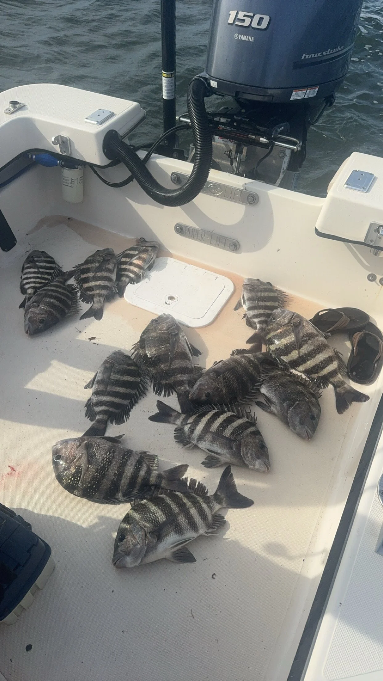 A boat deck with multiple caught fish, including several sheephead and some with spots, next to a Yamaha outboard motor.