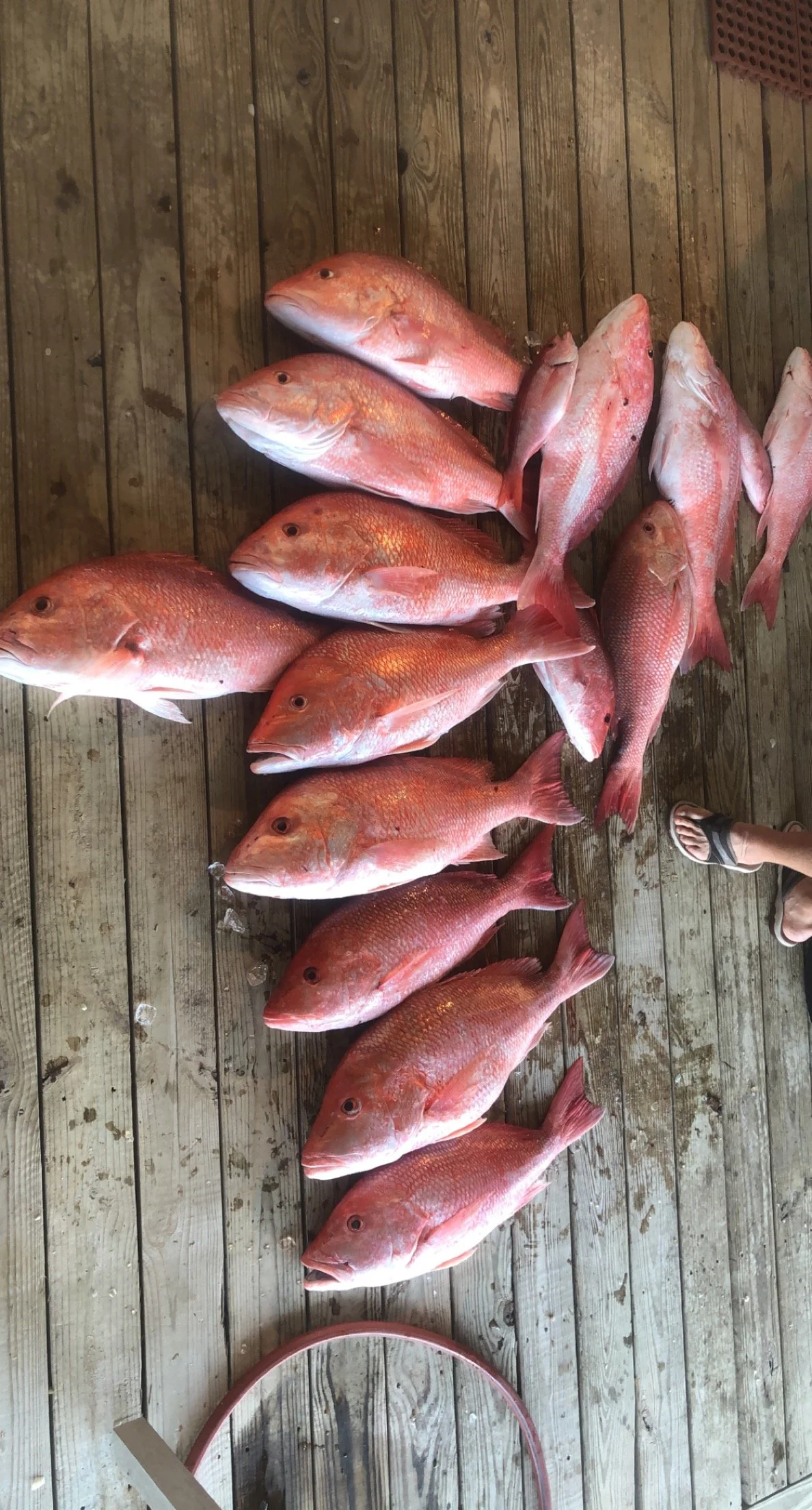 Ten red snapper fish lined up on a wooden dock, with one person's foot visible wearing a sandal on the right side.