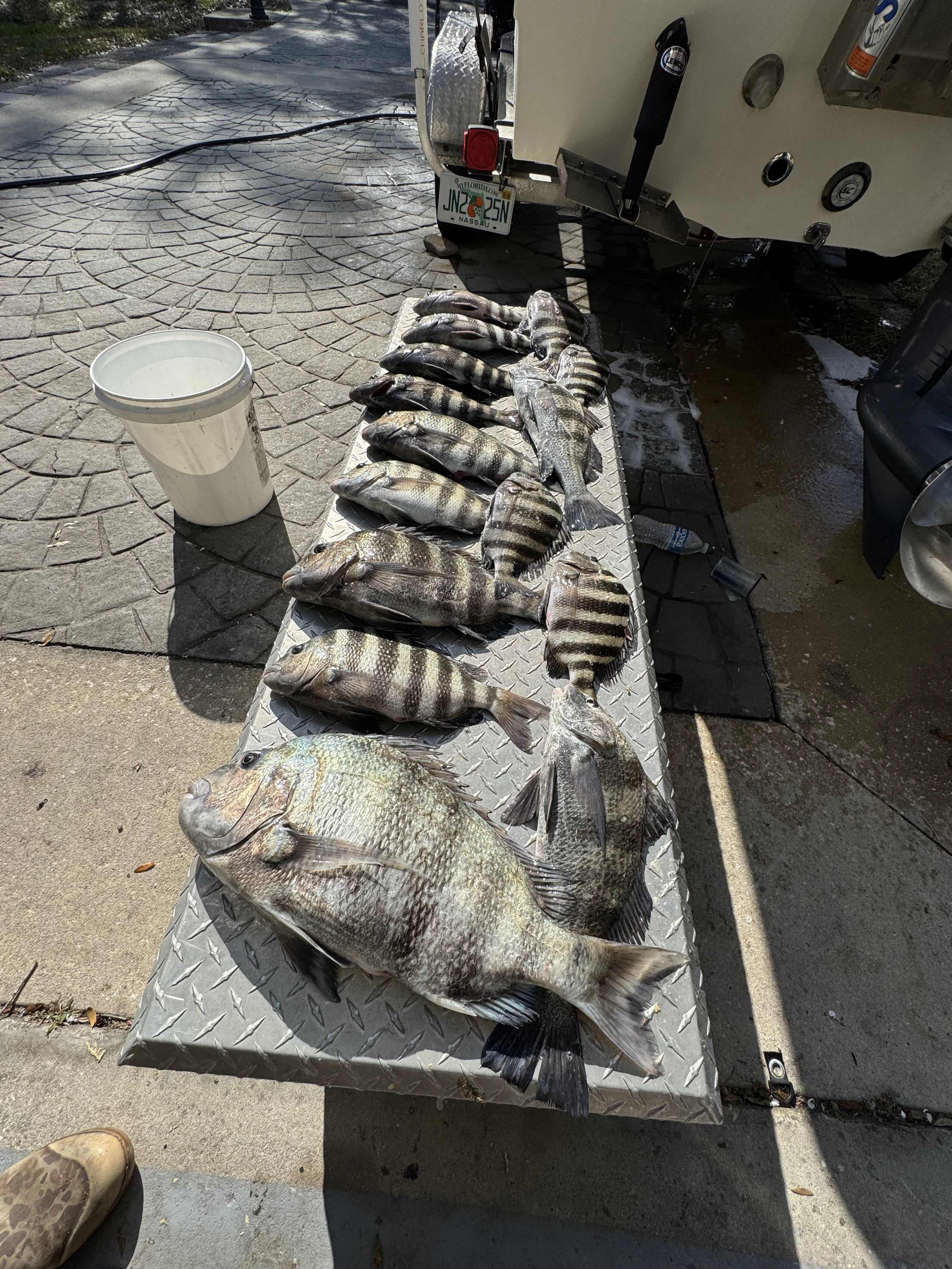 Multiple freshly caught fish of various sizes and species laid out on a metal table.