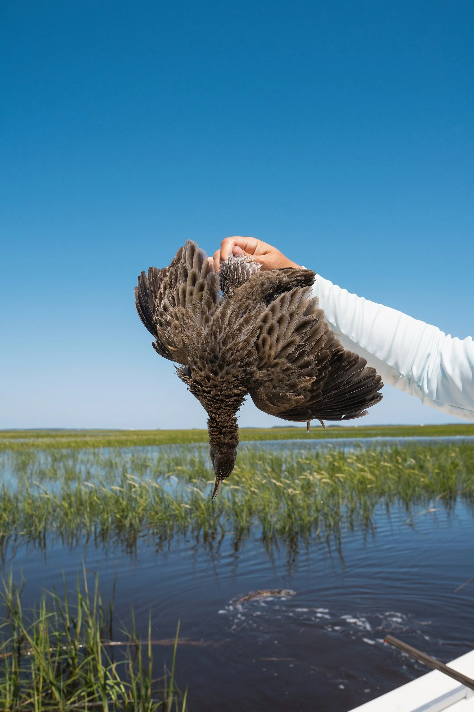 Person in a white long sleeve shirt holding a duck upside down over a wetland area with tall grass and blue sky in the background.