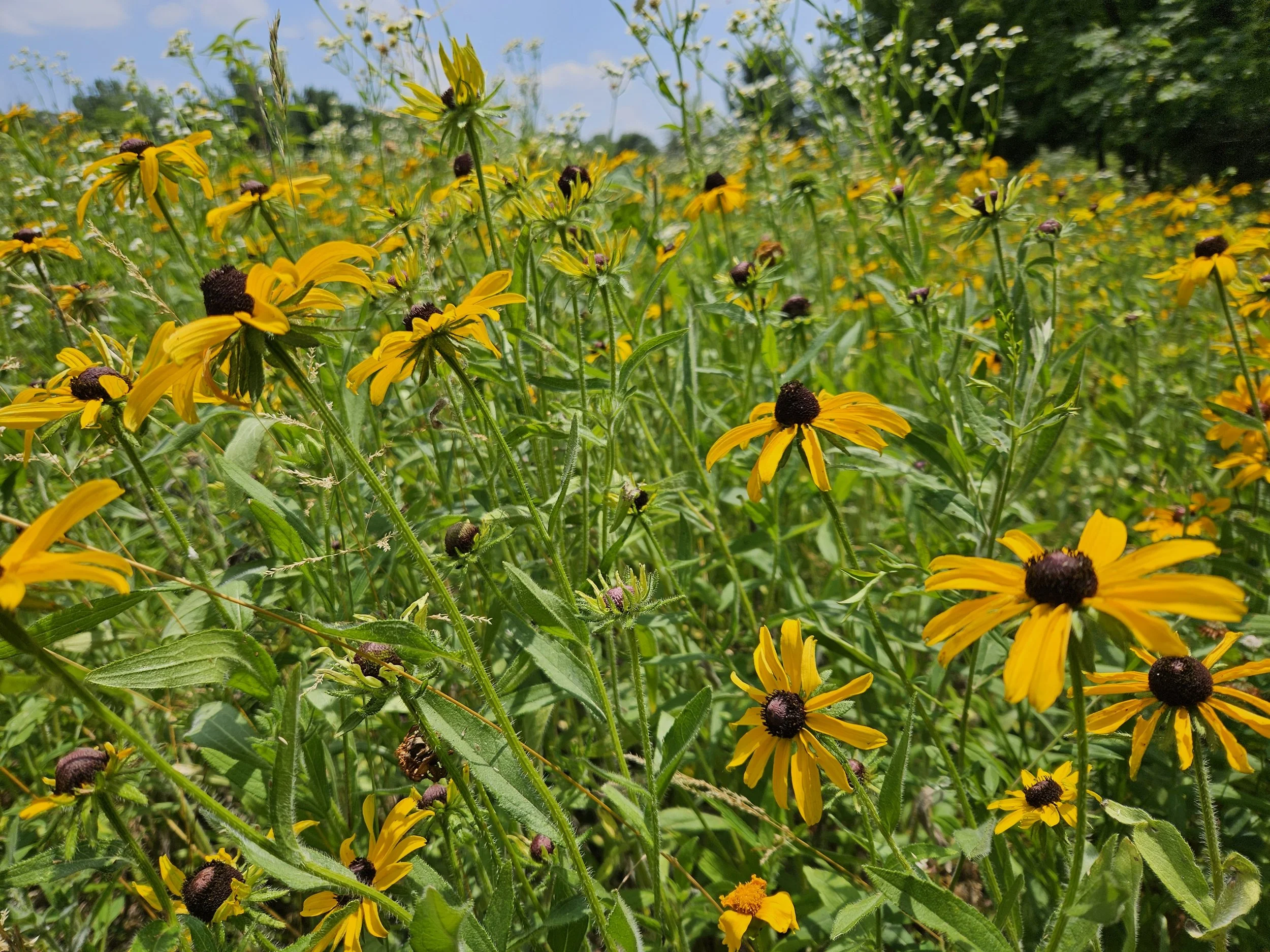 Prairie - Black Eyed Susan