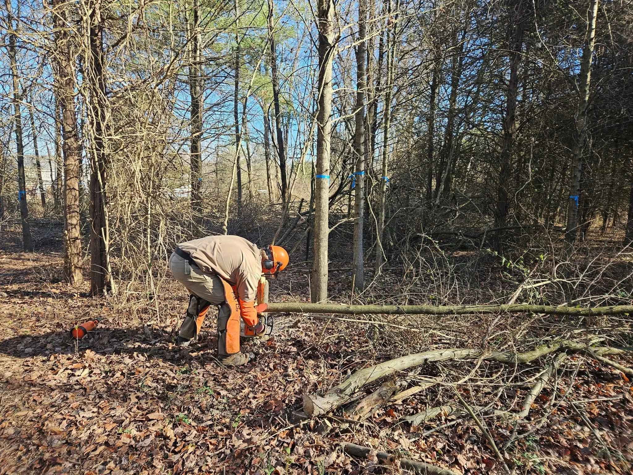 Invasive Species Removal