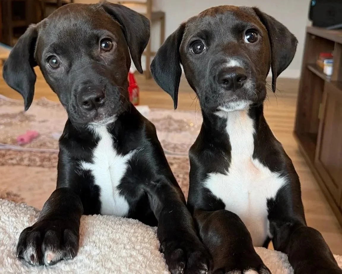 Two black puppies with white markings sitting on a beige blanket indoors, looking at the camera.