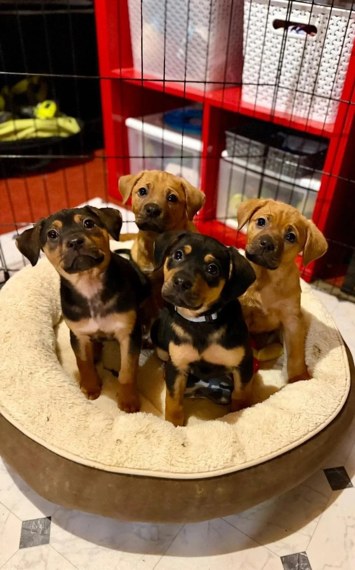Five adorable puppies sitting in a cozy dog bed inside a crate.
