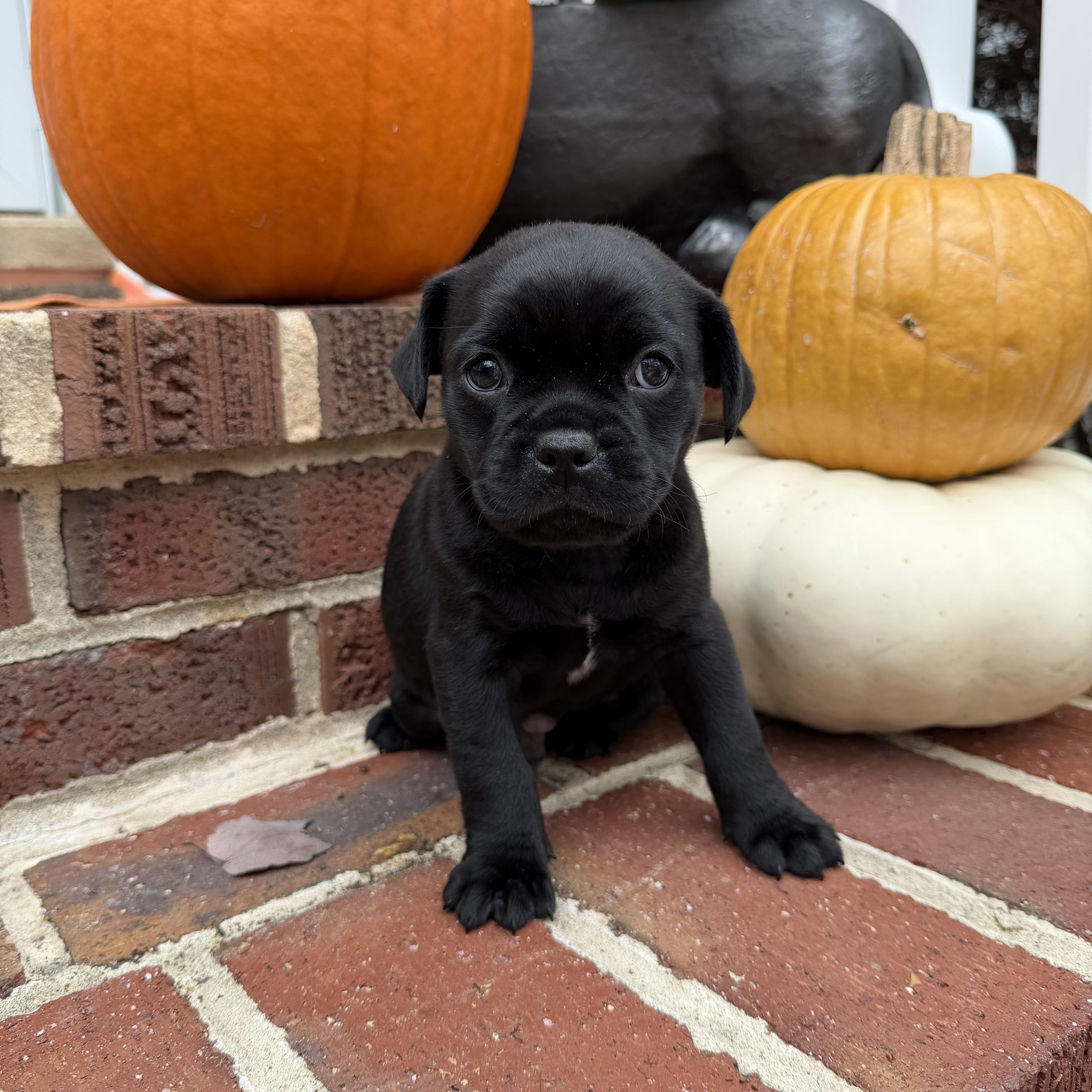 Black puppy sitting on brick porch next to stacked pumpkins of various colors.