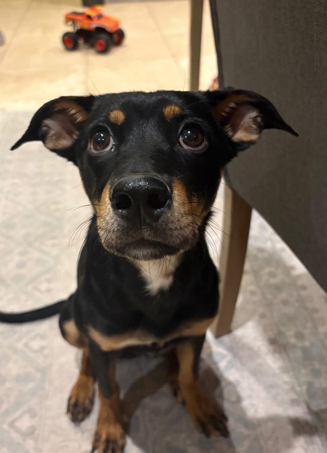 A curious black and tan puppy sitting indoors with a small red and black toy car in the background.