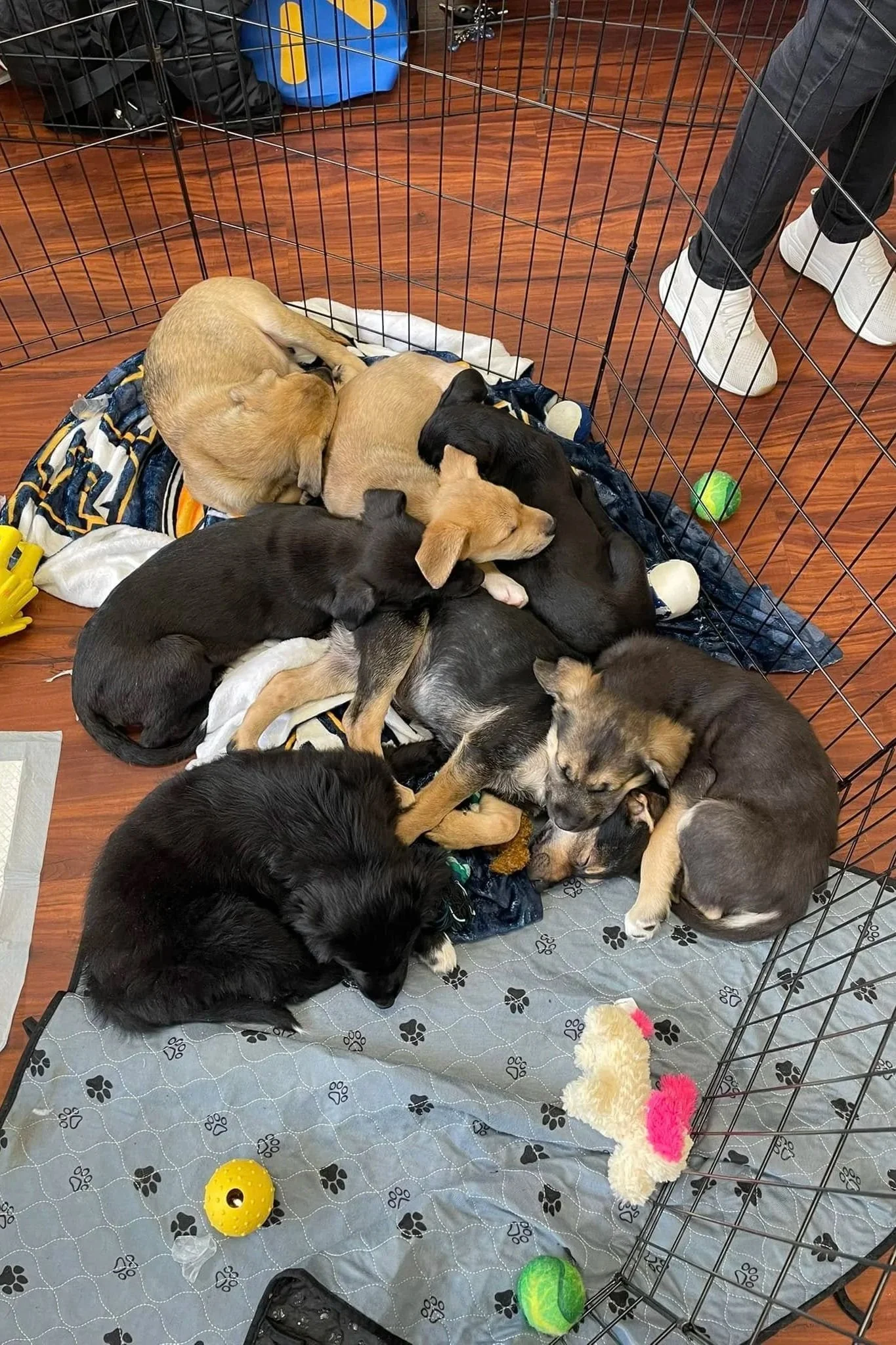 Several puppies of different breeds and colors are sleeping together inside a wire playpen with a padded floor, toys, and blankets.