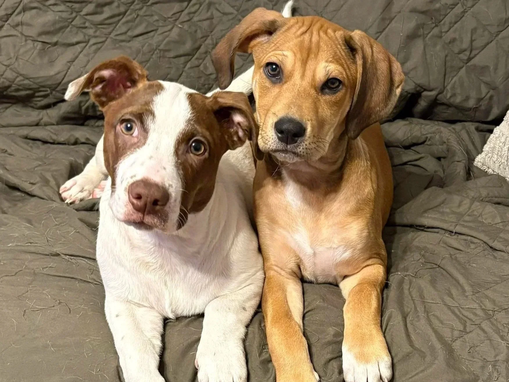 Three dogs lying on a brown quilted bedspread, with one dog in the foreground having brown and white fur and two others in the background with brown fur.