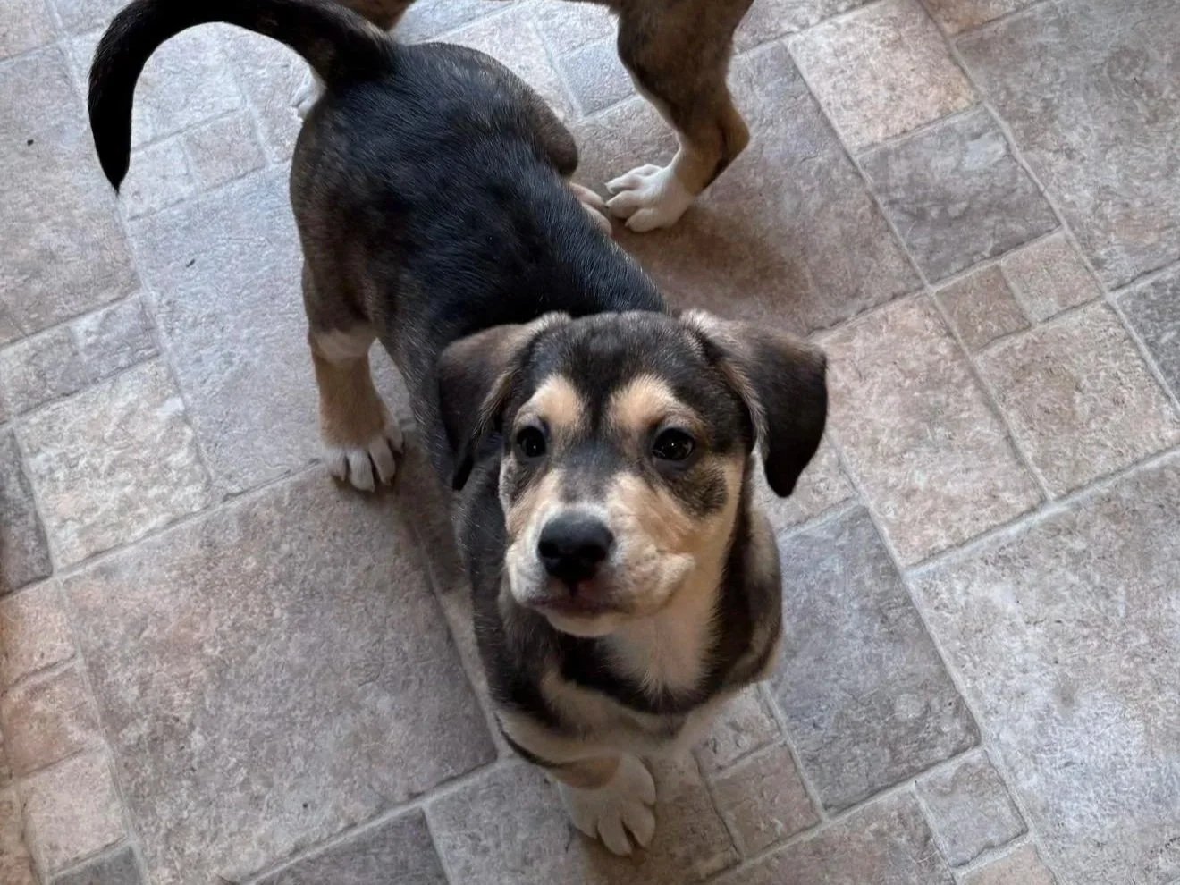 A cute puppy with a black and tan coat, sitting on a tiled floor, looking up at the camera.