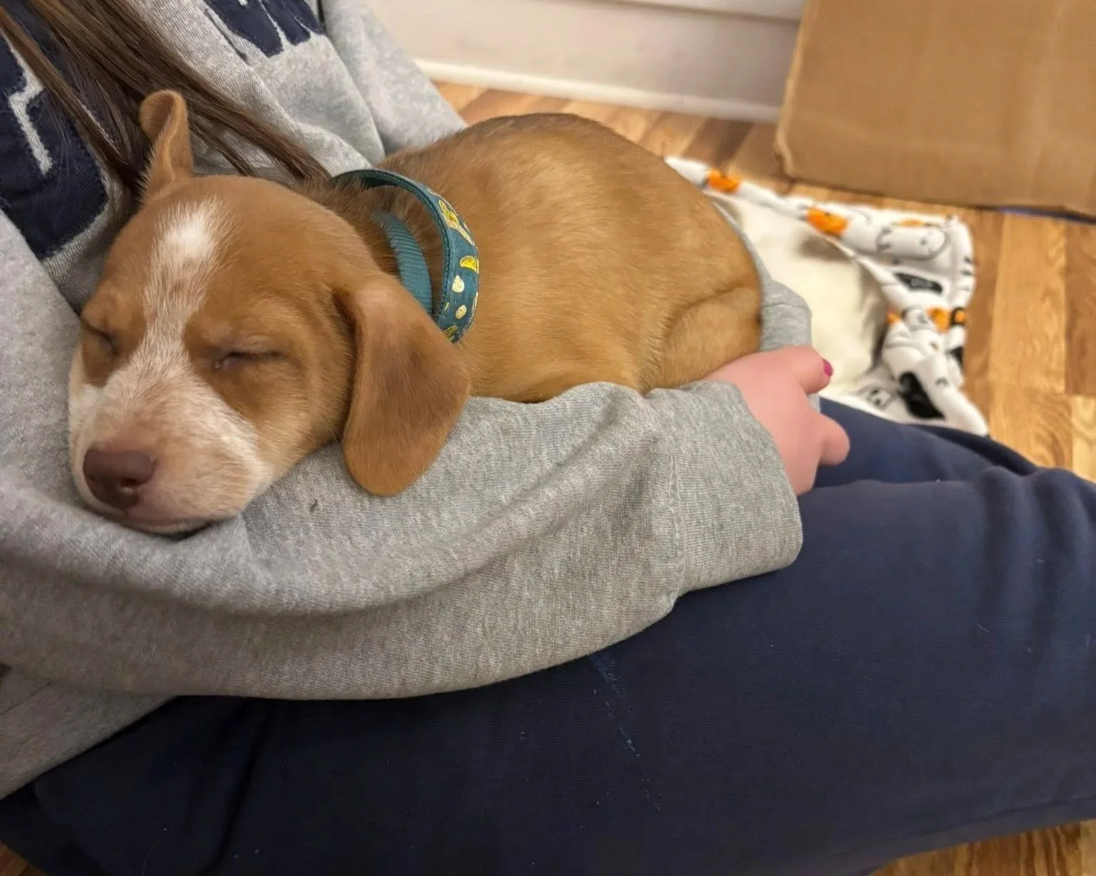 A small brown and white puppy sleeping peacefully on a person's lap, wearing a colorful collar, with a blanket and wooden floor in the background.