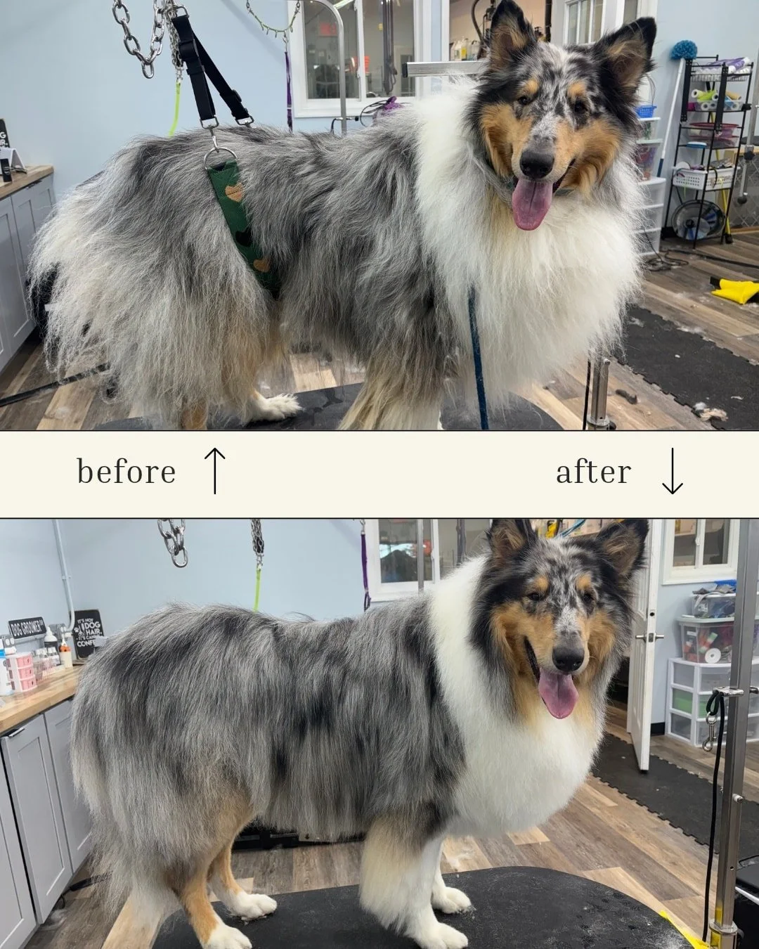 Side-by-side comparison of a Shetland Sheepdog before and after grooming, showing a reduction in fur length and a more tidy appearance, with the dog smiling and panting in both images.