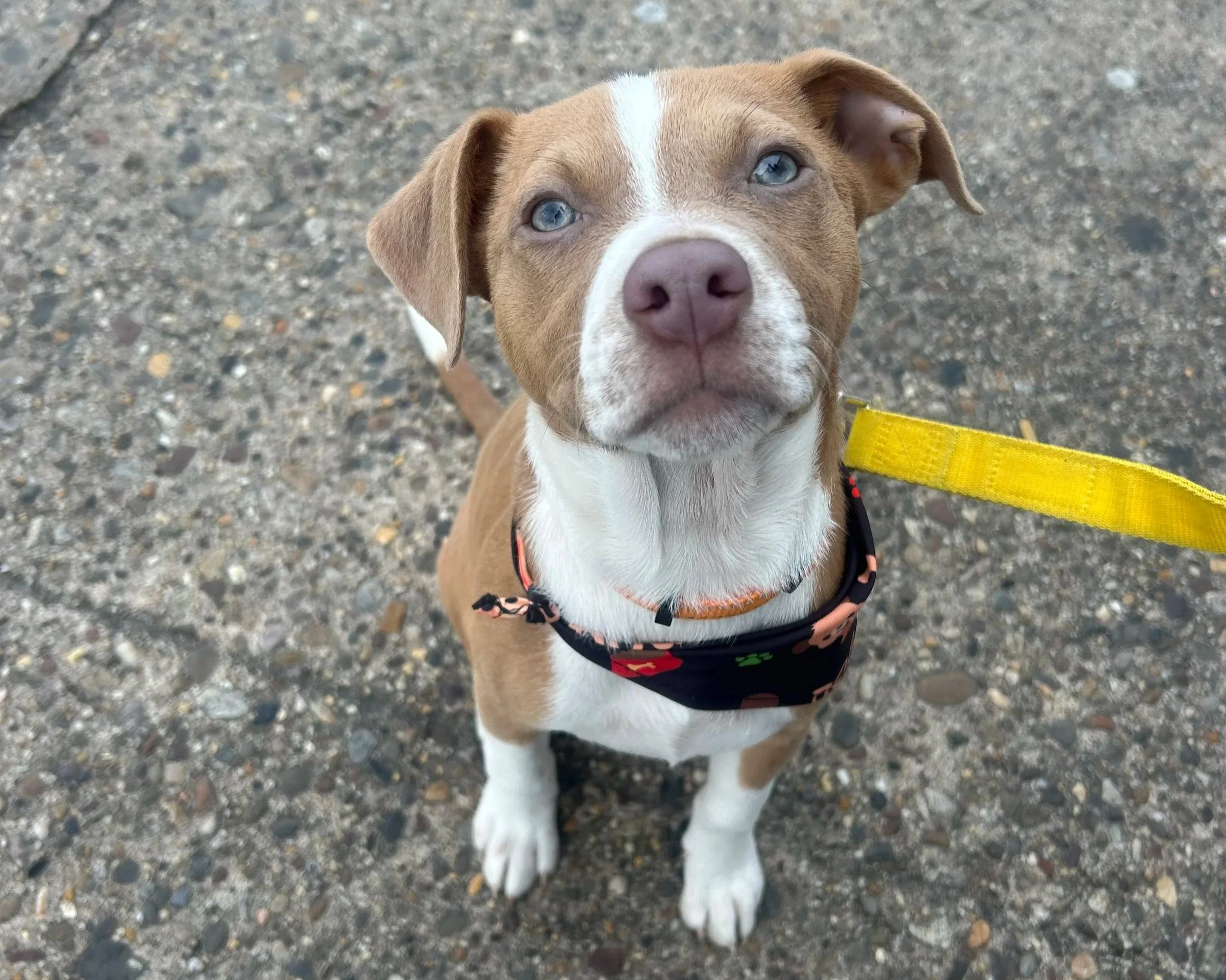 A brown and white pitbull puppy sitting on a gravel surface, looking up at the camera with blue eyes, wearing a black harness with colorful paw prints and a yellow leash.