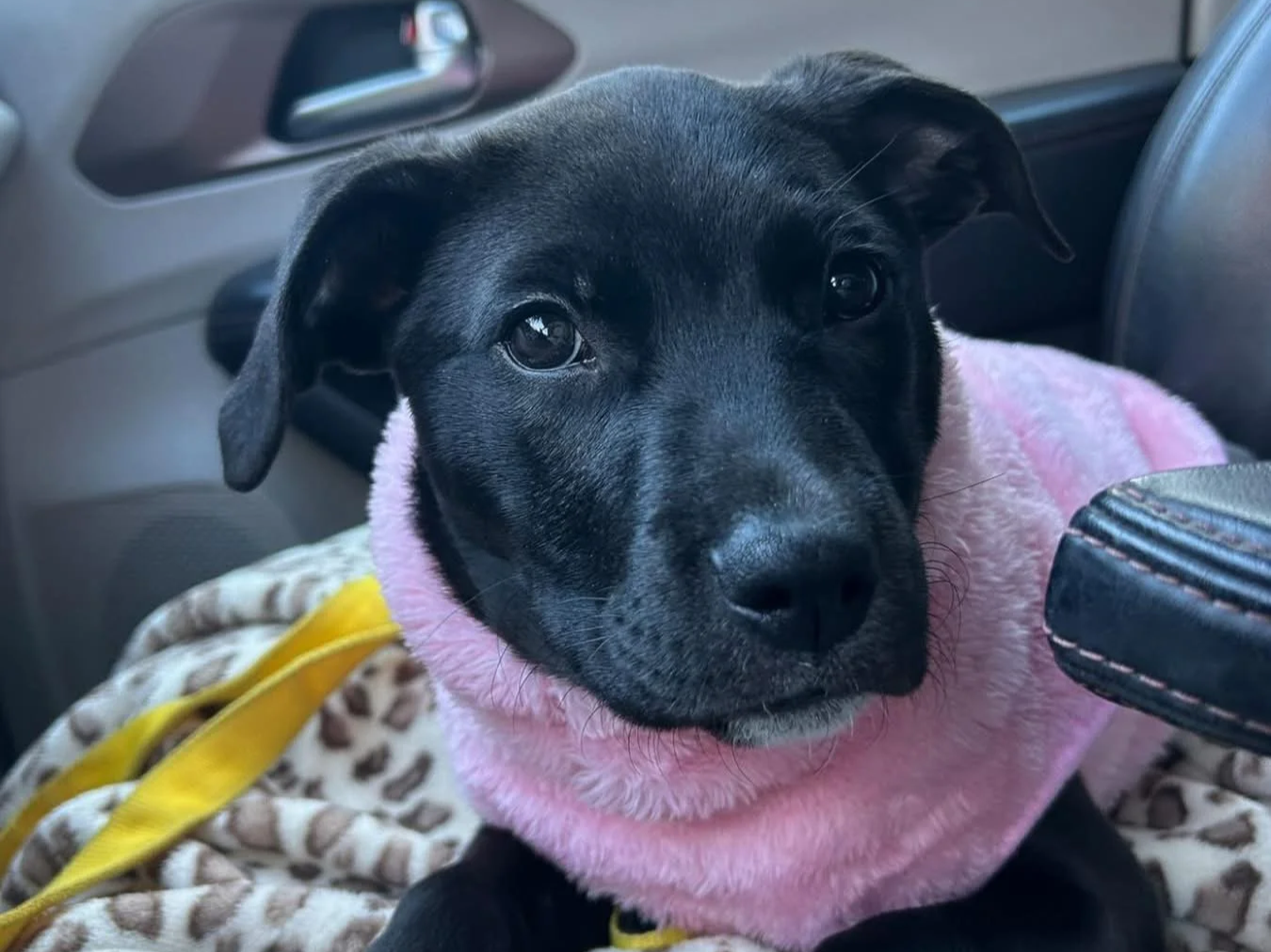 Cute black puppy wearing a pink cozy sweater sitting in a car with a patterned blanket underneath.