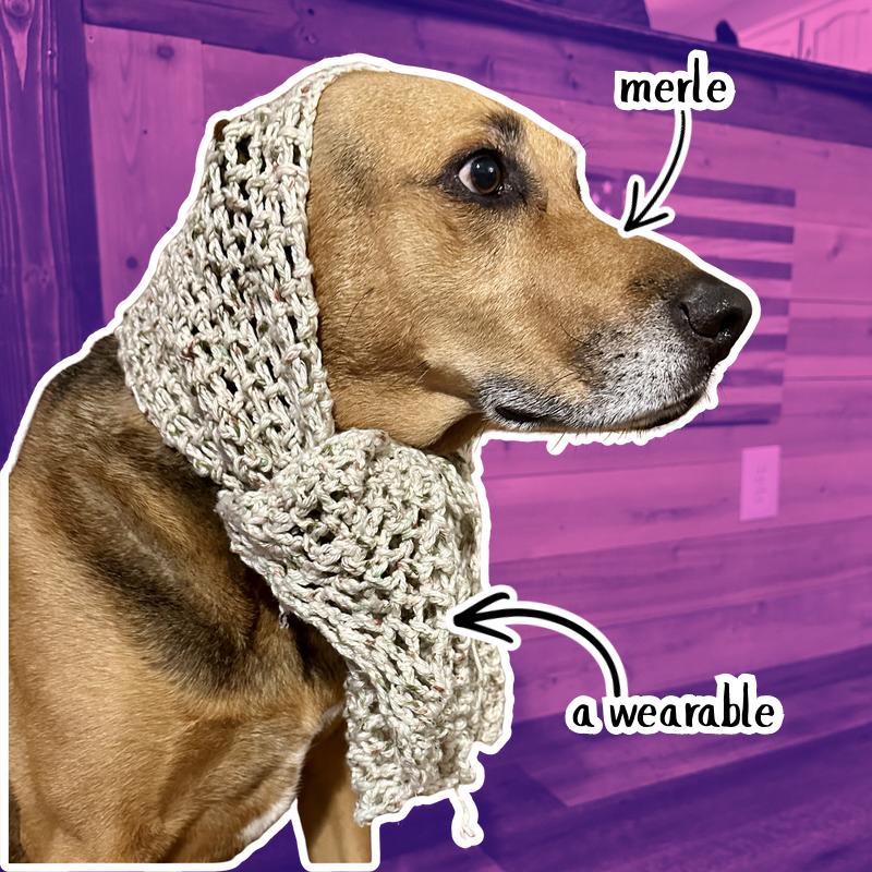 A dog wearing a crochet scarf
