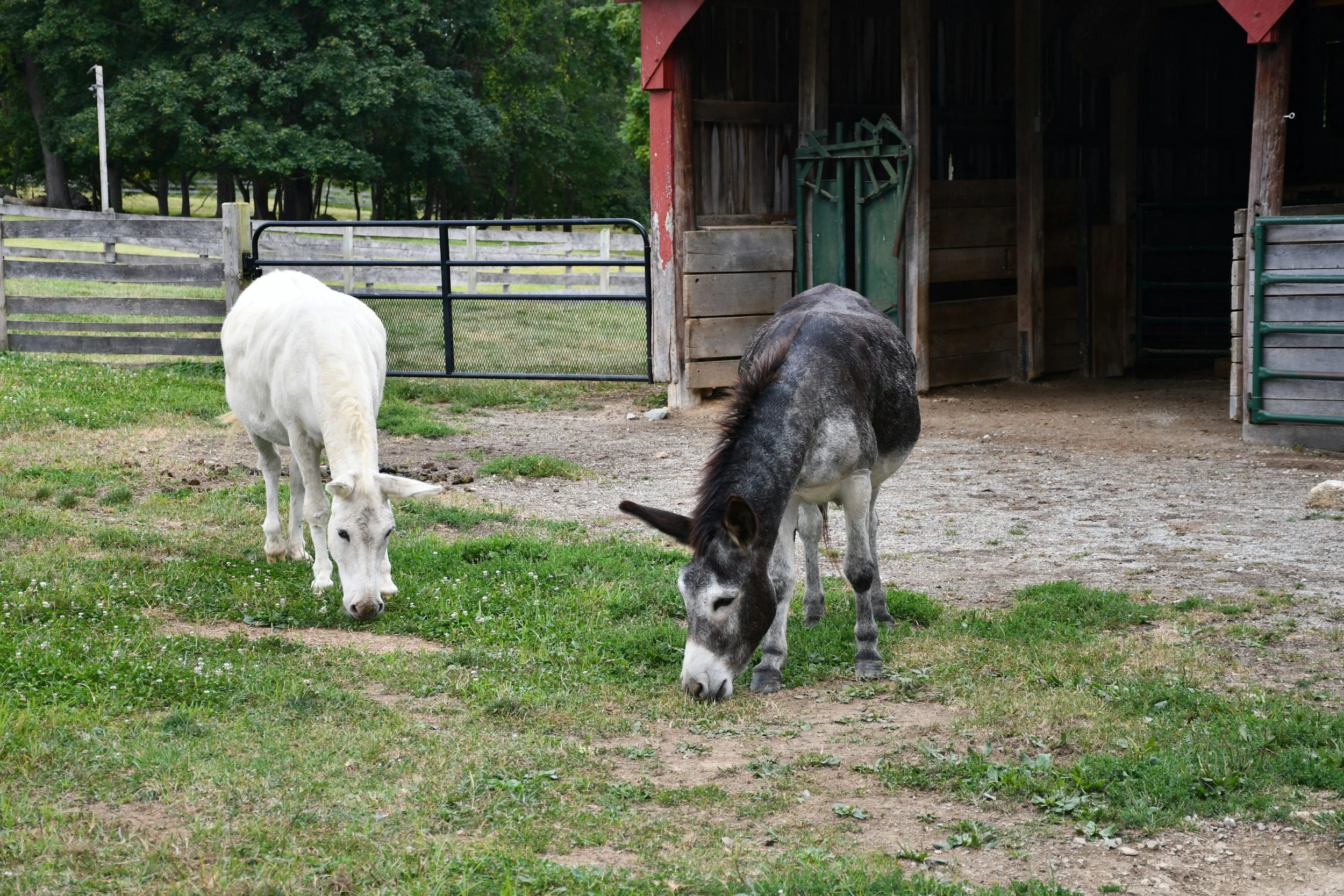 A farm scene with three donkeys grazing near a wooden barn with an open doorway, and a fenced grassy area with trees in the background.