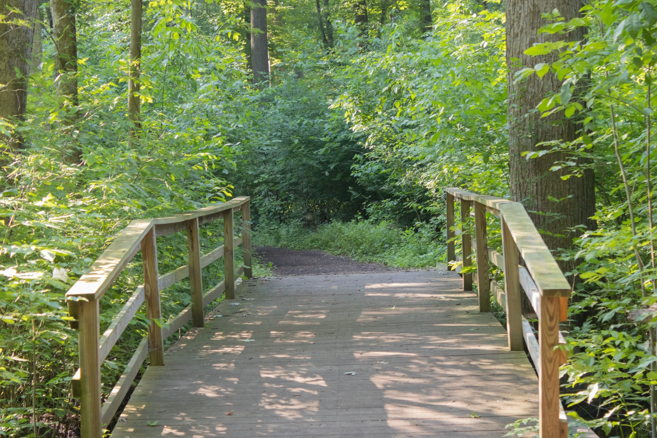 Bridge  copy.jpg