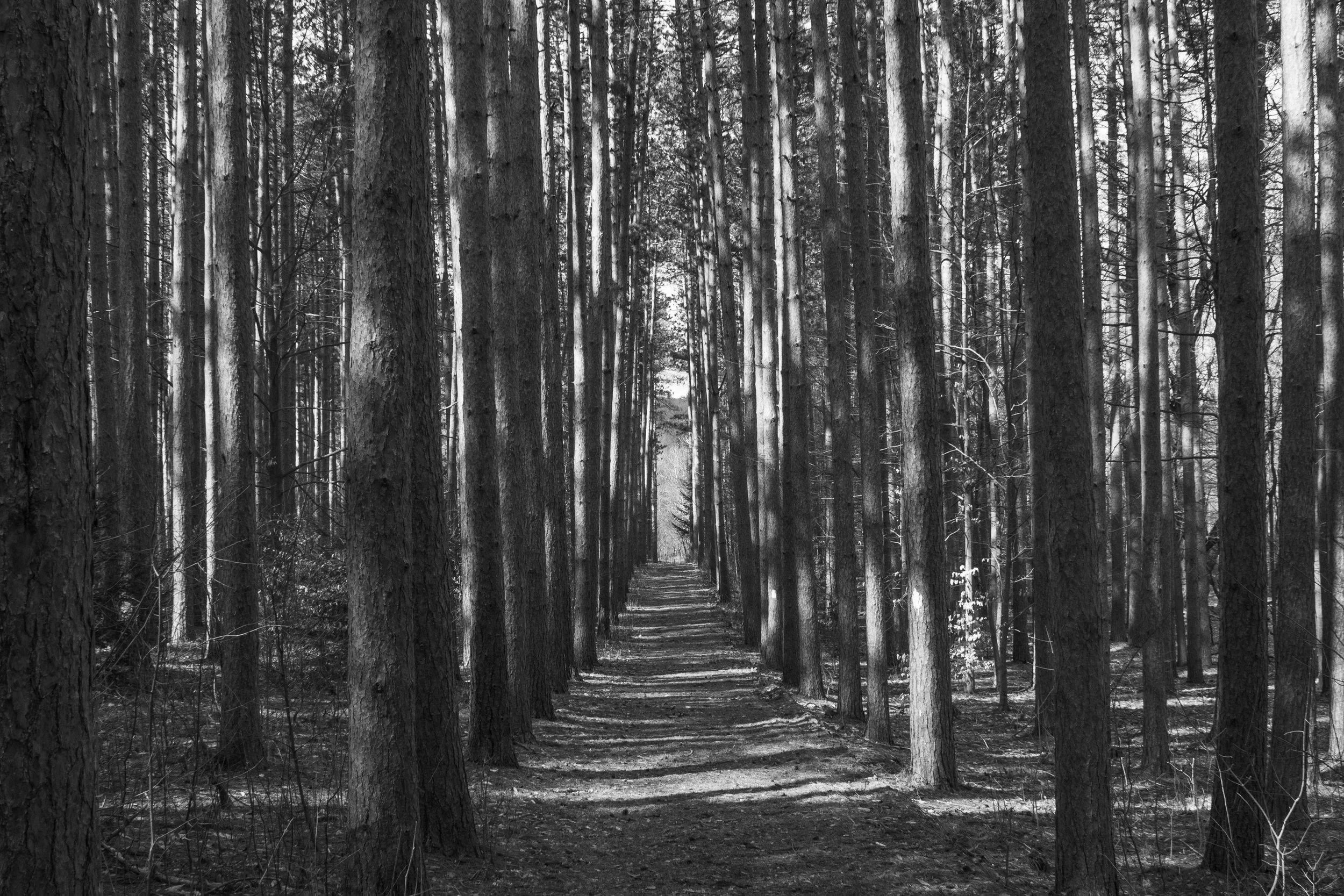 Woods Nior copy.jpg