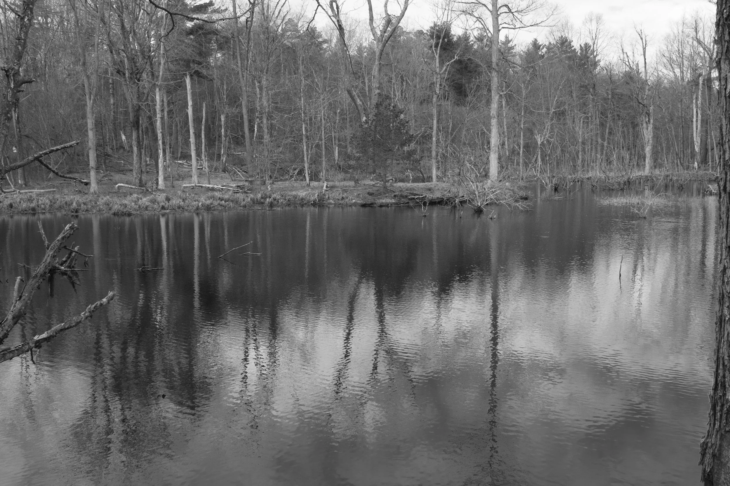 Nature Trail Noir Collection. 2025, digital photograph, 14” x 21”