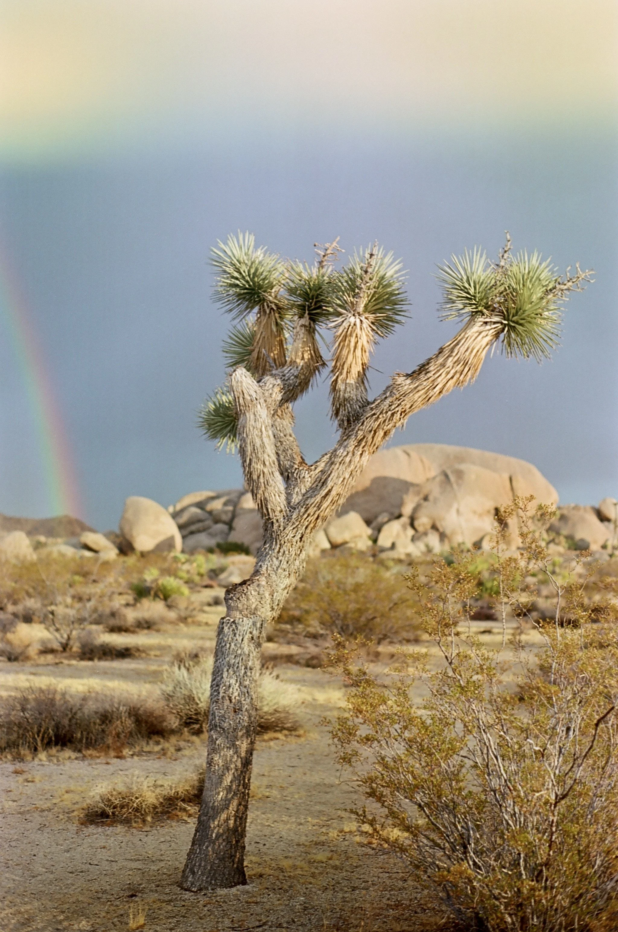 A desert scene featuring a Joshua tree with a rainbow in the background, viewed during daytime.