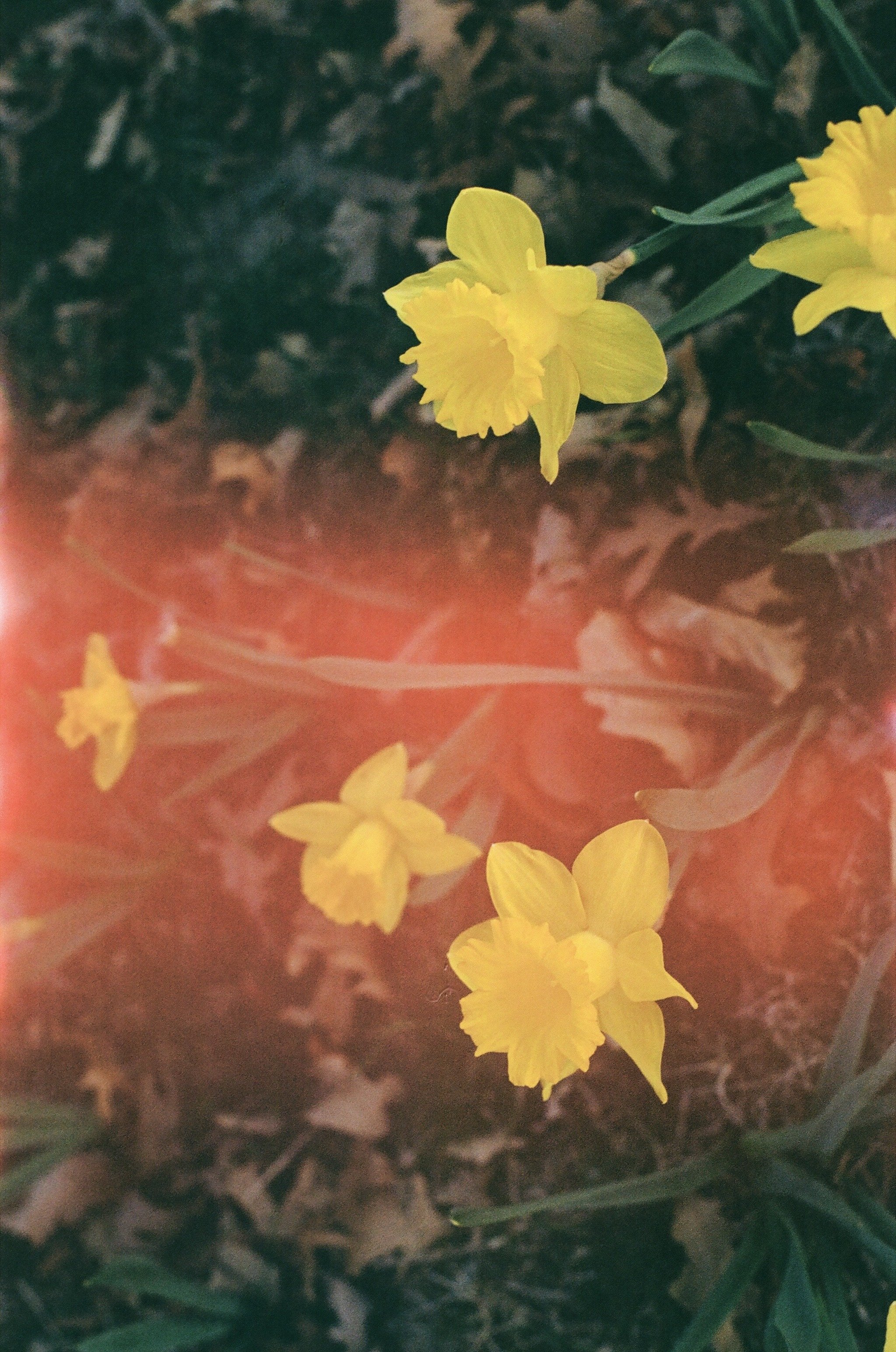 Close-up of yellow daffodil flowers blooming in soil.