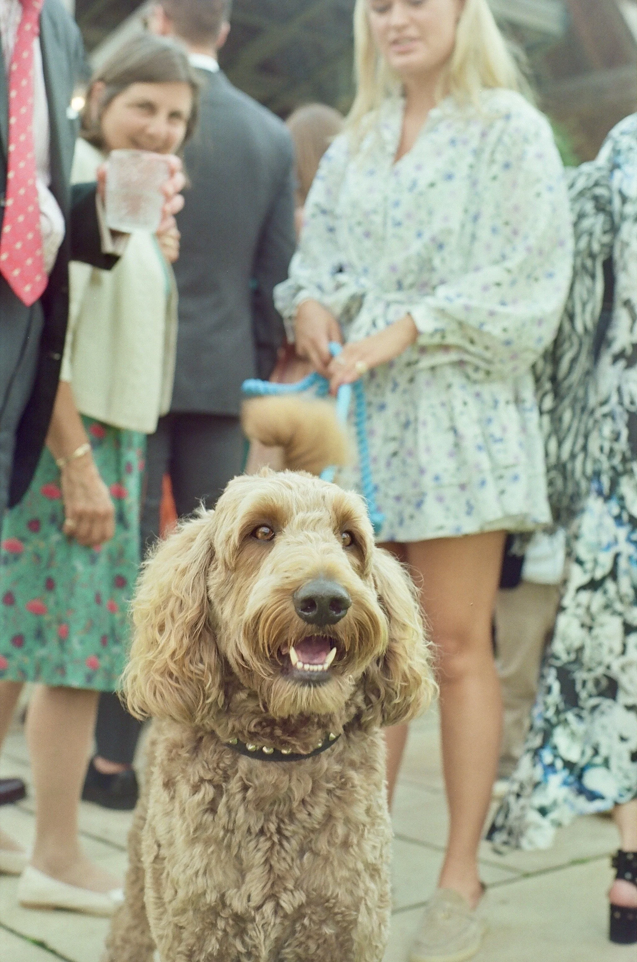 A brown curly-haired dog with a happy expression in the foreground, with people in the background at a social outdoor gathering.
