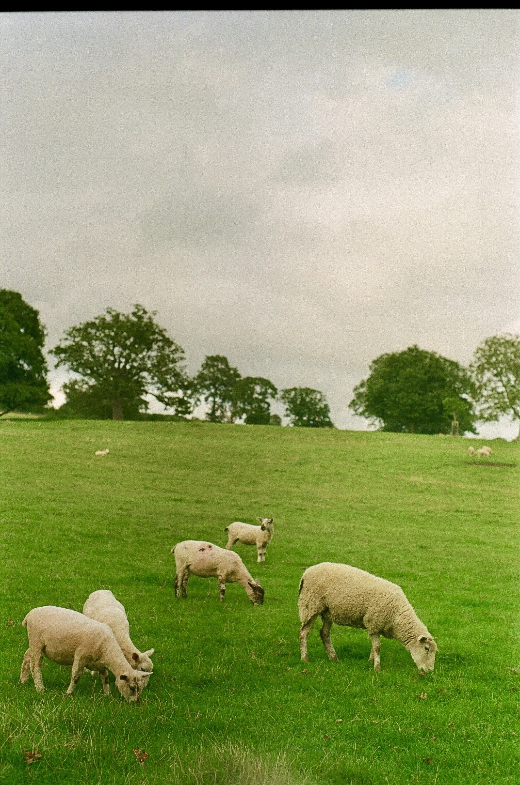 A green pasture with several sheep grazing and a few trees in the background under a cloudy sky.