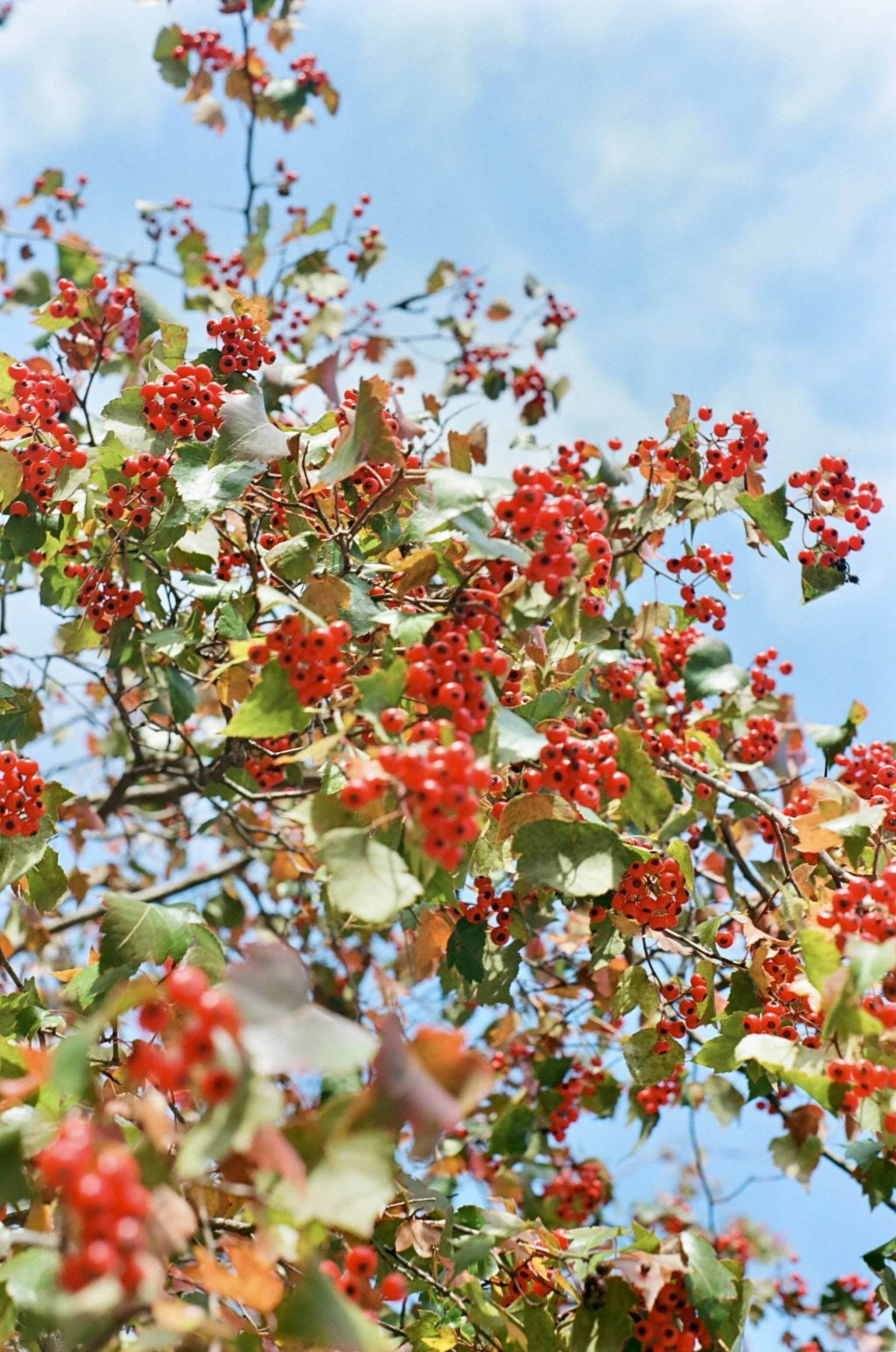 A tree with red berries and green leaves against a blue sky.
