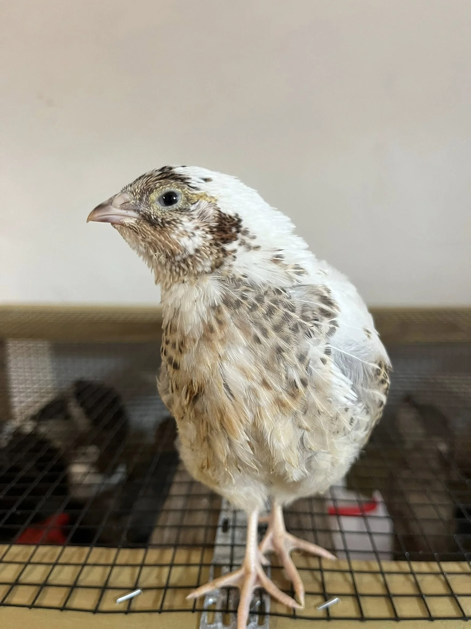 Coturnix Quail Hatching Eggs - Black/Black Banded and Variety Pack Combo - 30 Count *SHIPPING INCLUDED*