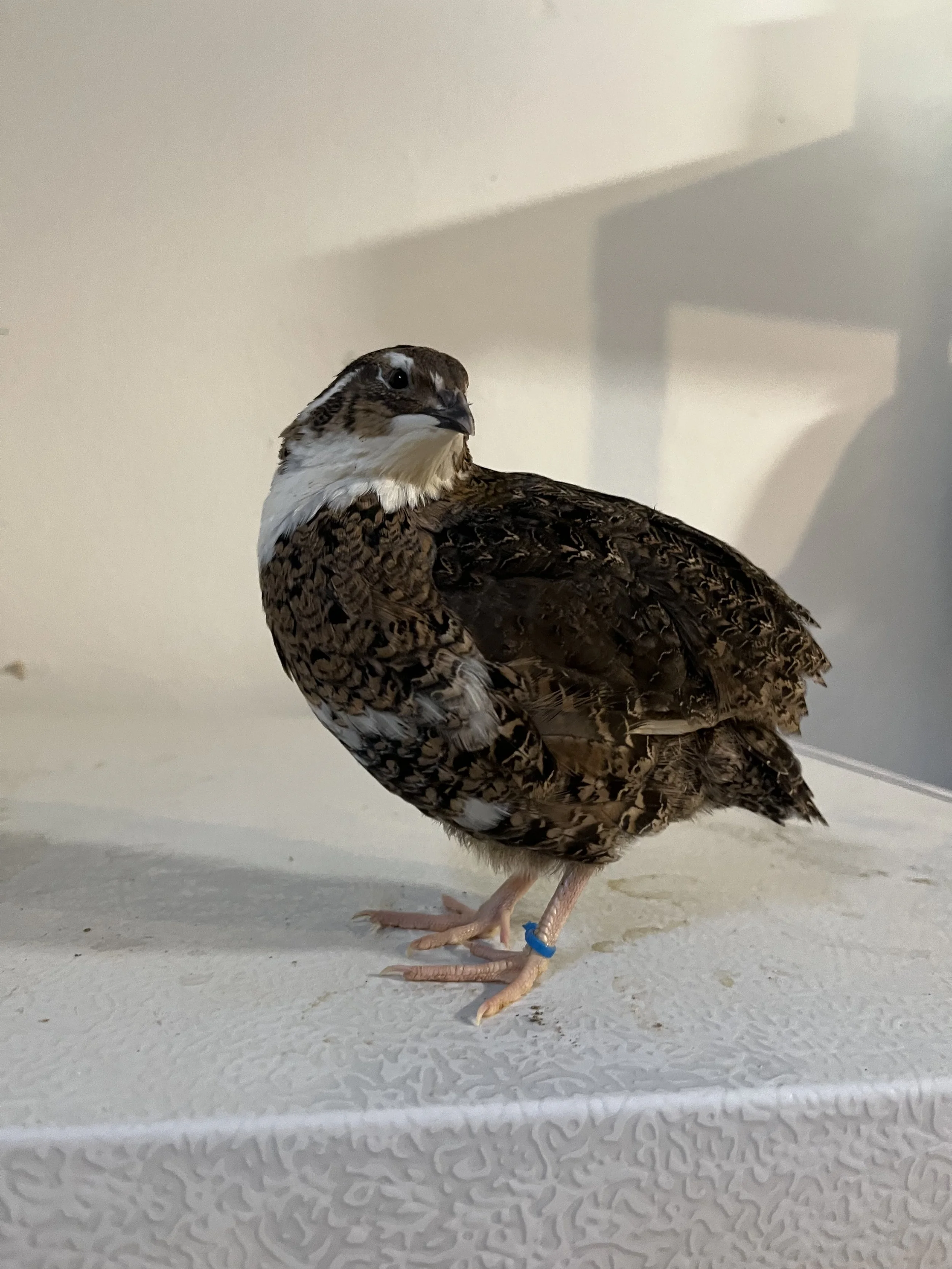 Coturnix Quail Hatching Eggs - Tuxedo
