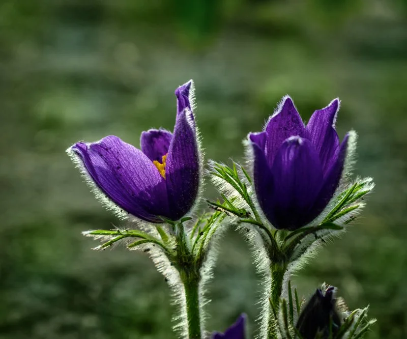 Utah wildflowers — Patton Peak Insurance client testimonials section