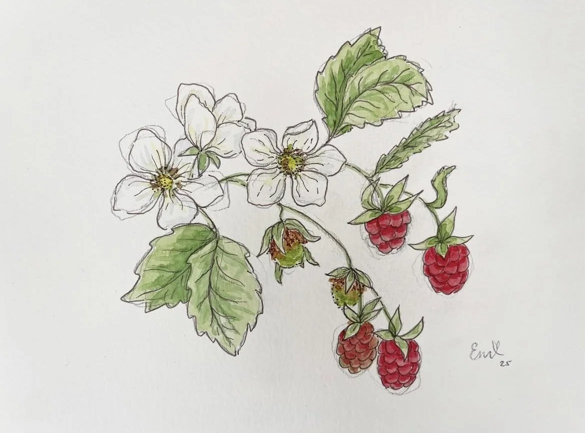 Raspberries.jpg
