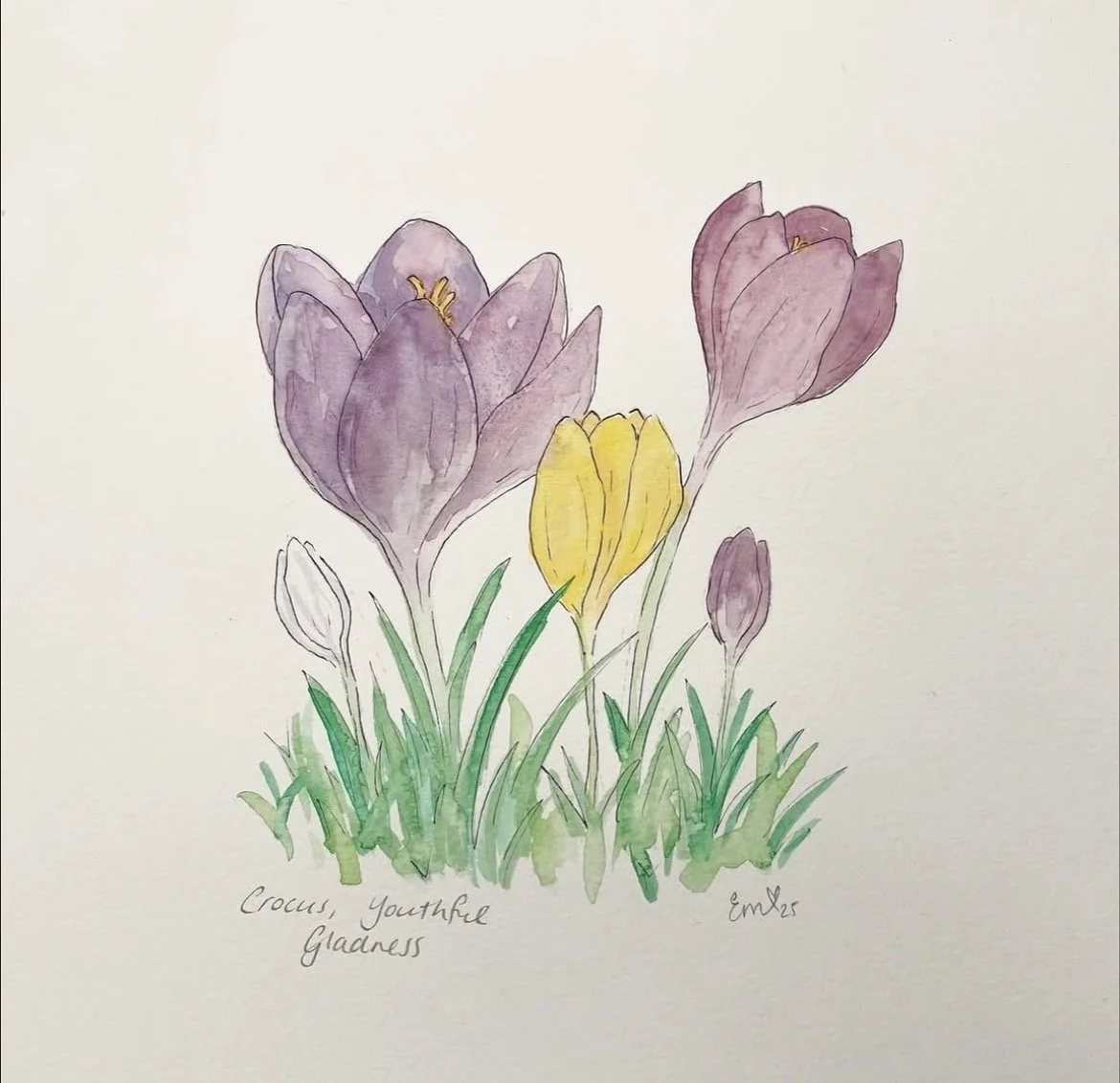 crocus.jpg