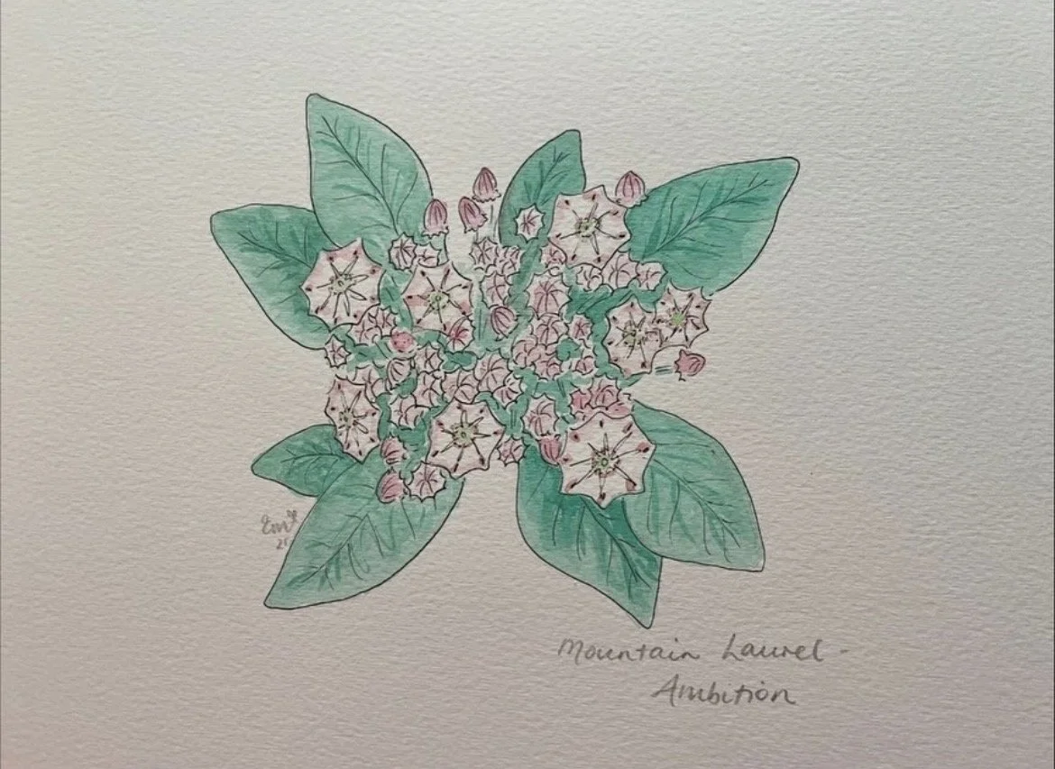 mountainlaurel.jpg