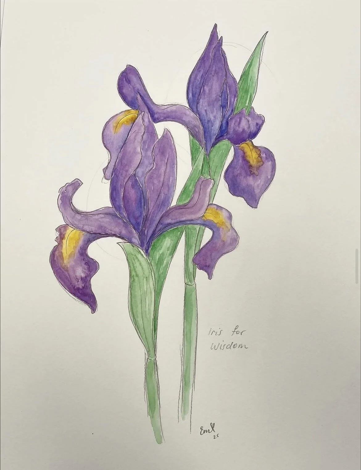 iris.jpg