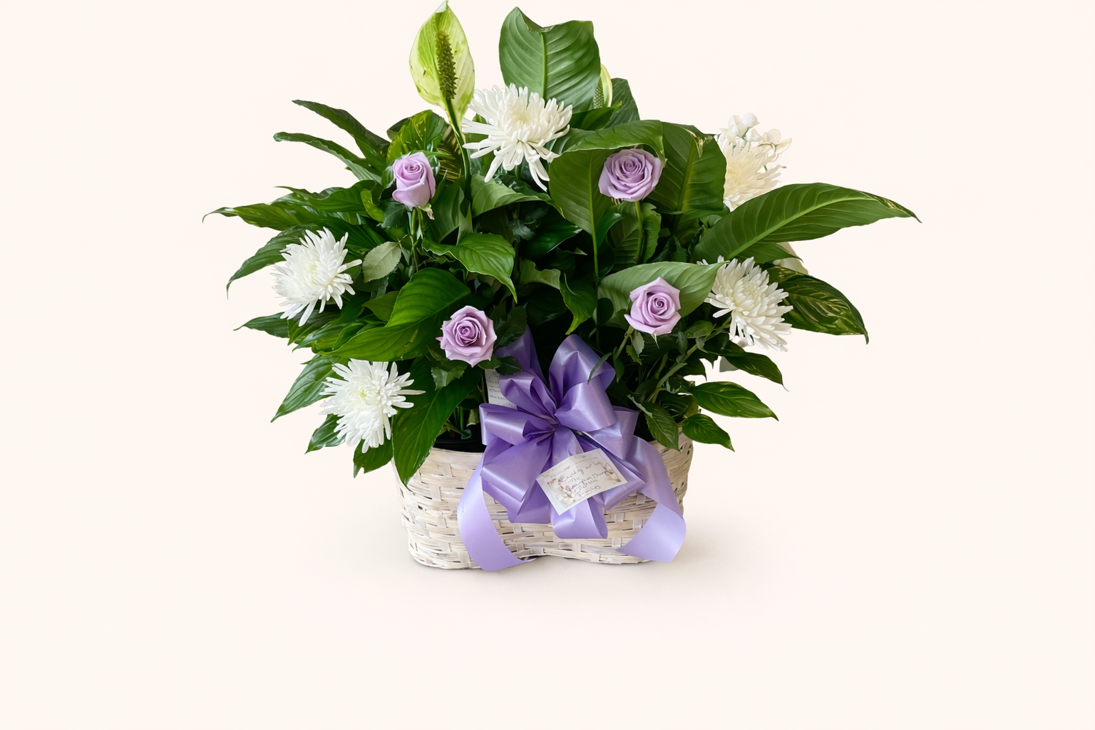 Double 8” Peace Lily