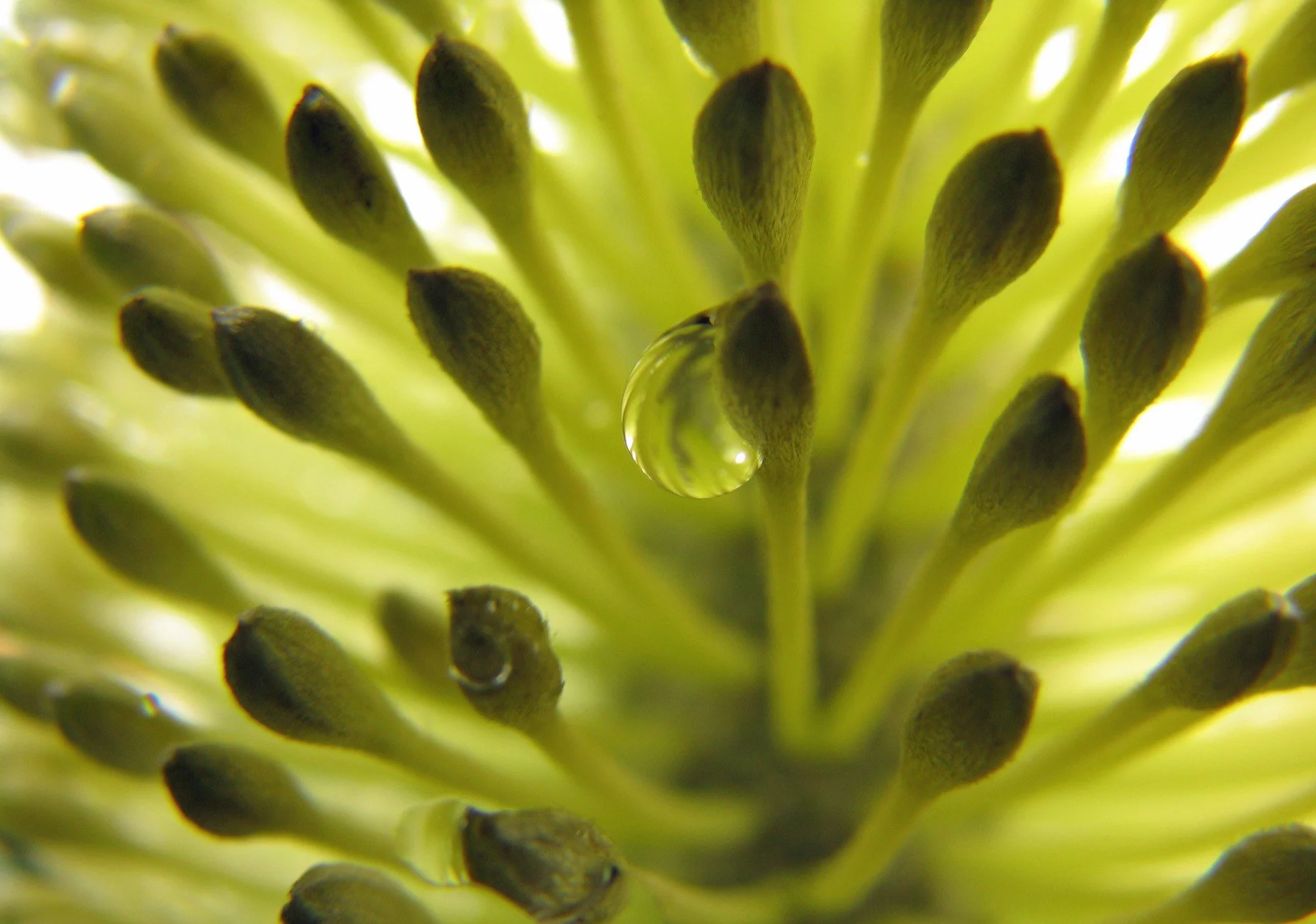 “Macro photograph of a flower’s central stamens with a single water droplet clinging to one filament, set against a softly blurred background