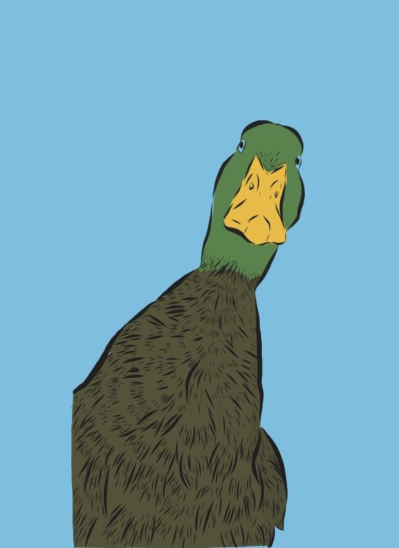 Cartoon illustration of a duck with a confused or curious expression, set against a light blue background.