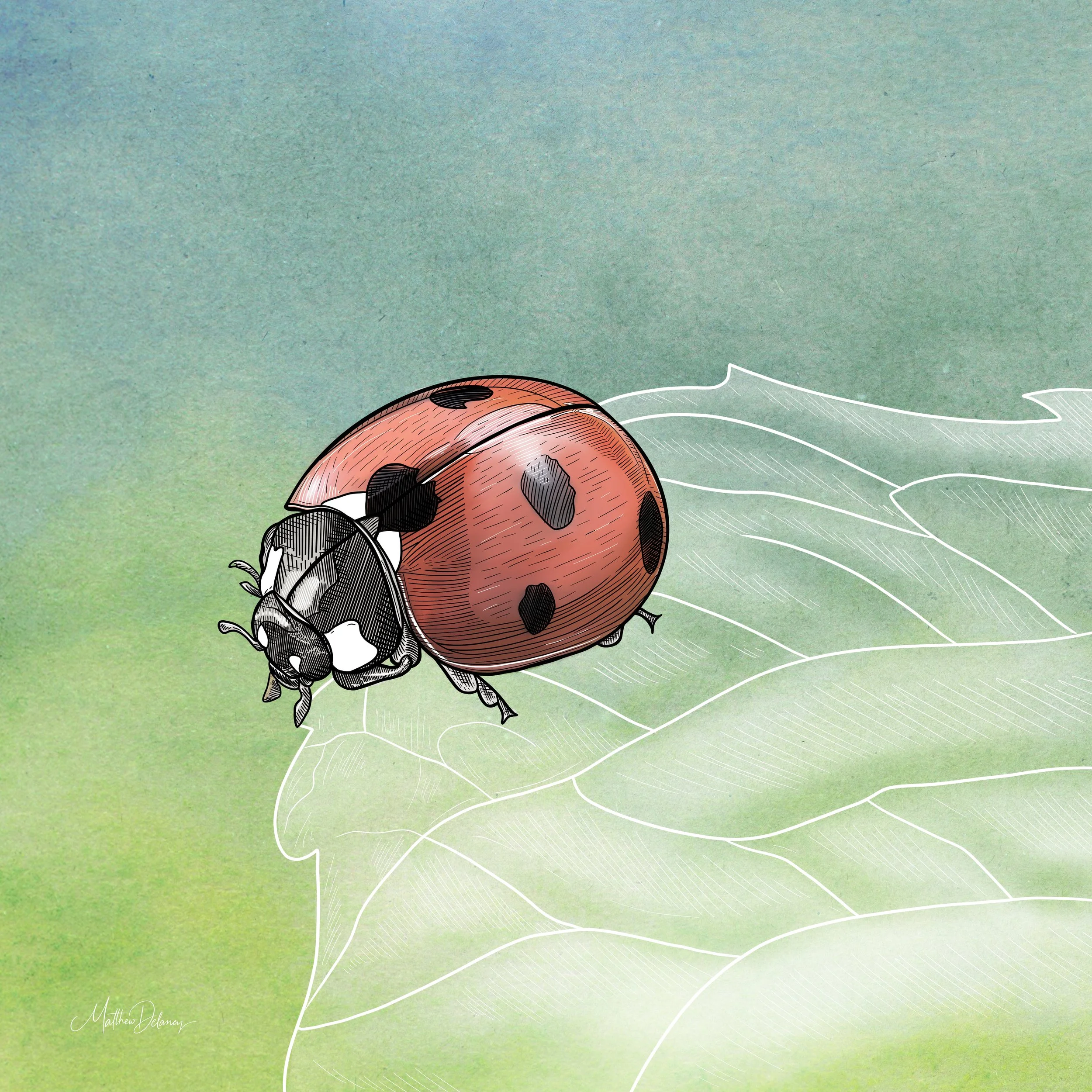 Ladybug
