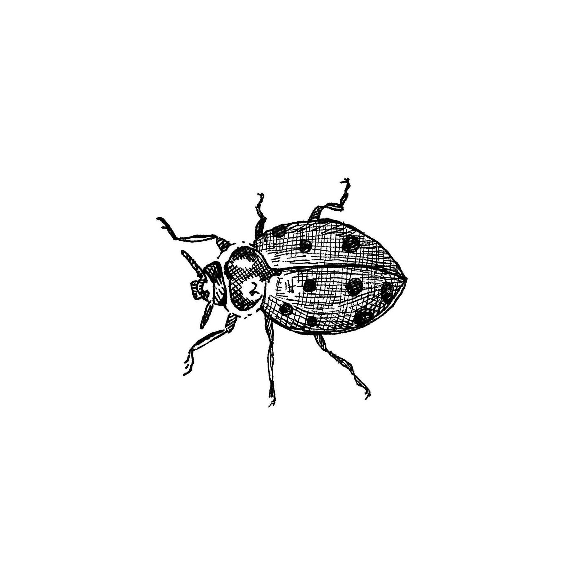LadyBug.jpeg