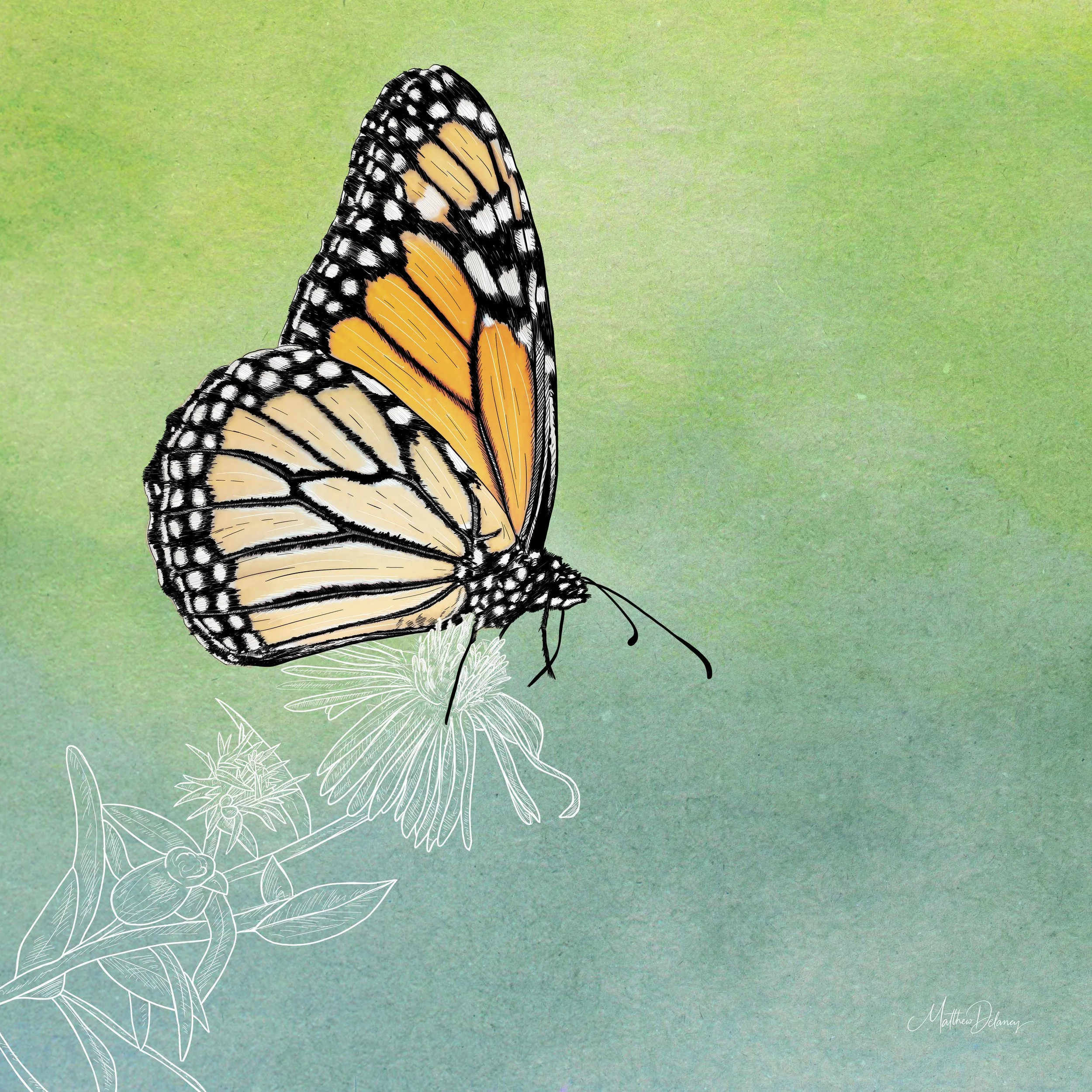 Monarch Butterfly
